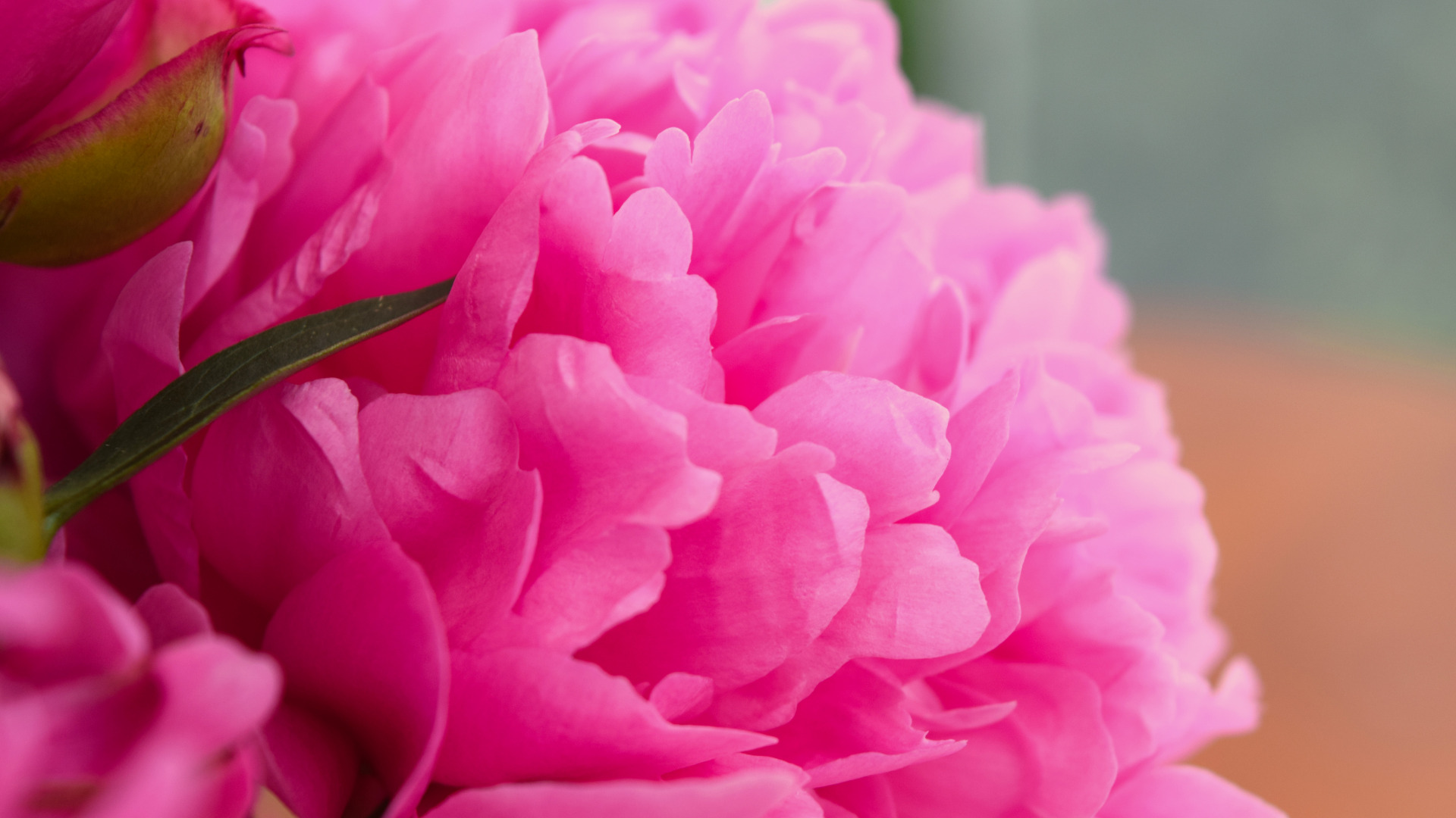 Laden Sie das Blumen, Pfingstrose, Erde/natur-Bild kostenlos auf Ihren PC-Desktop herunter