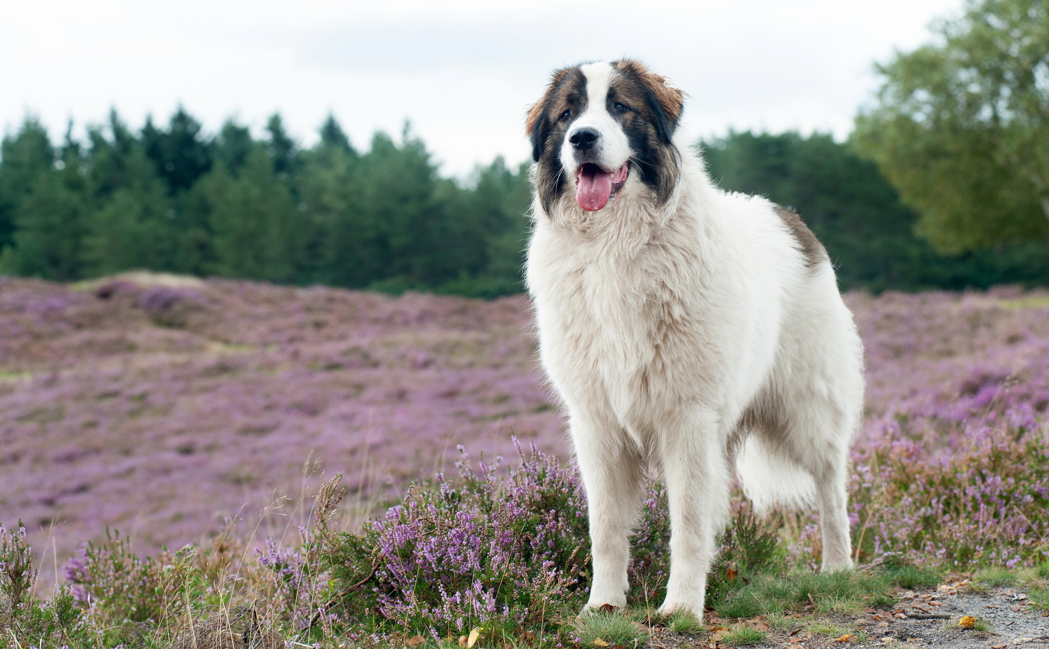 Handy-Wallpaper Tiere, Hunde, Hund, Lila Blume, Tiefenschärfe kostenlos herunterladen.