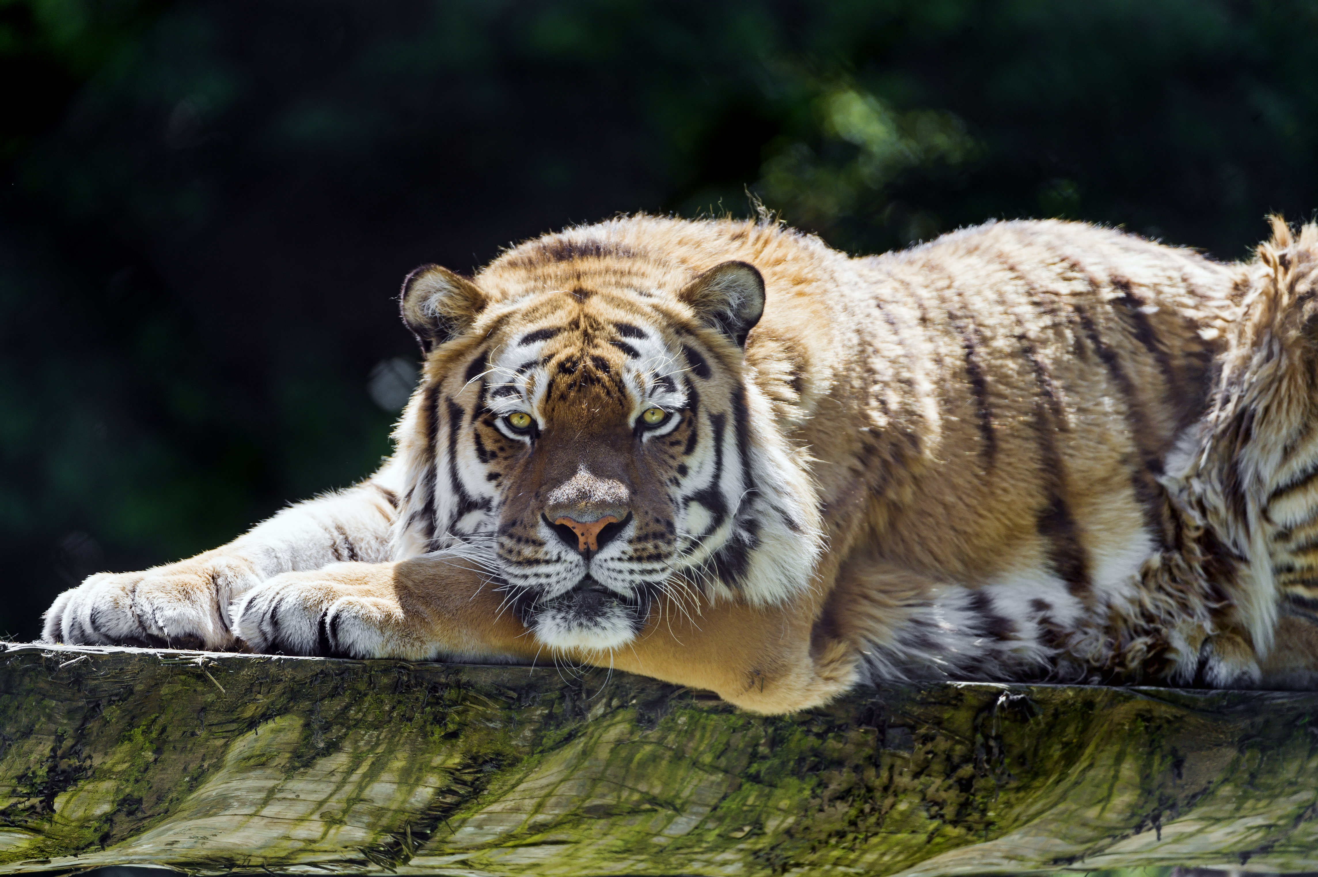 Завантажити шпалери Амурський Тигр на телефон безкоштовно