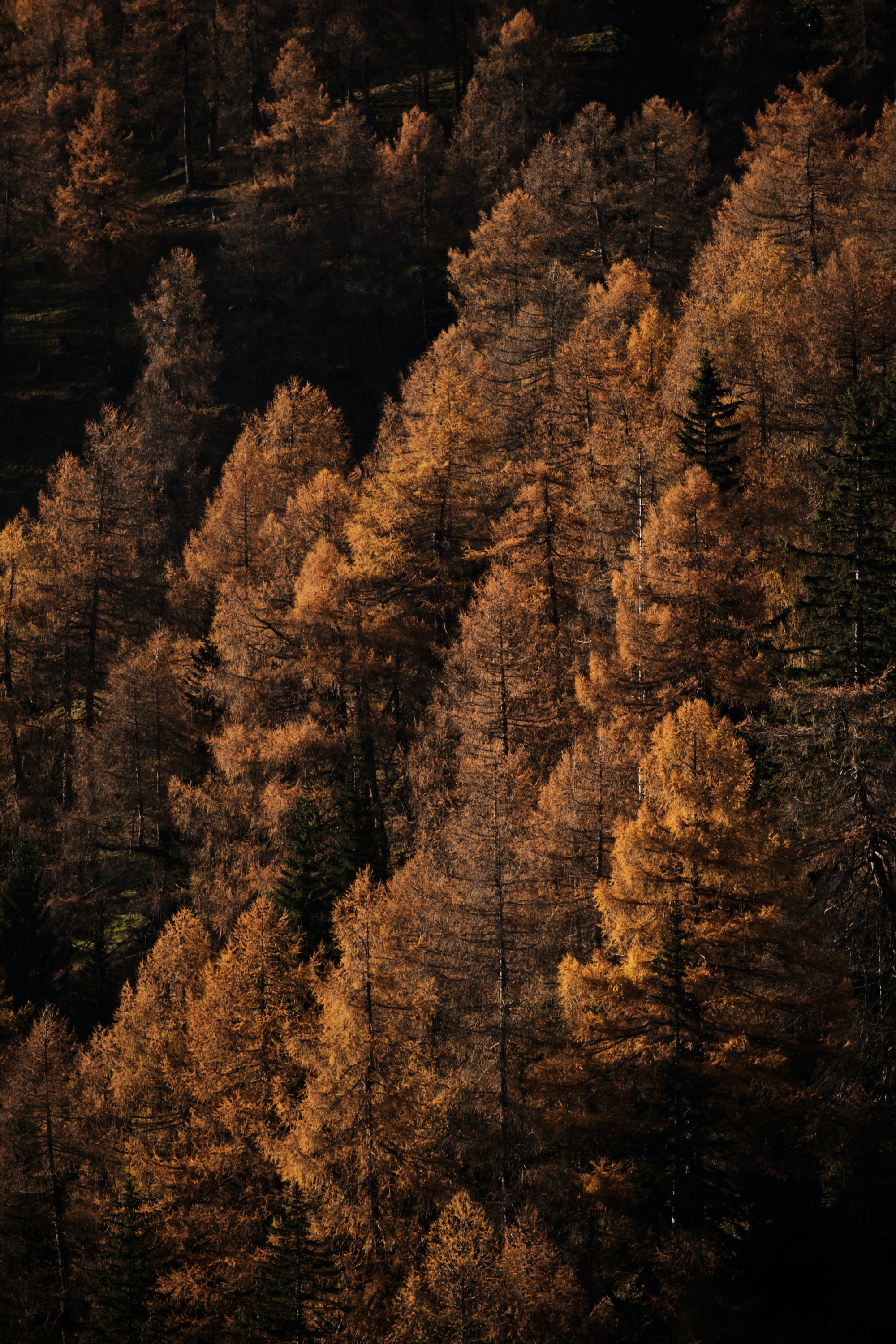 Скачать картинку Деревья, Природа, Коричневый, Лес, Осень в телефон бесплатно.