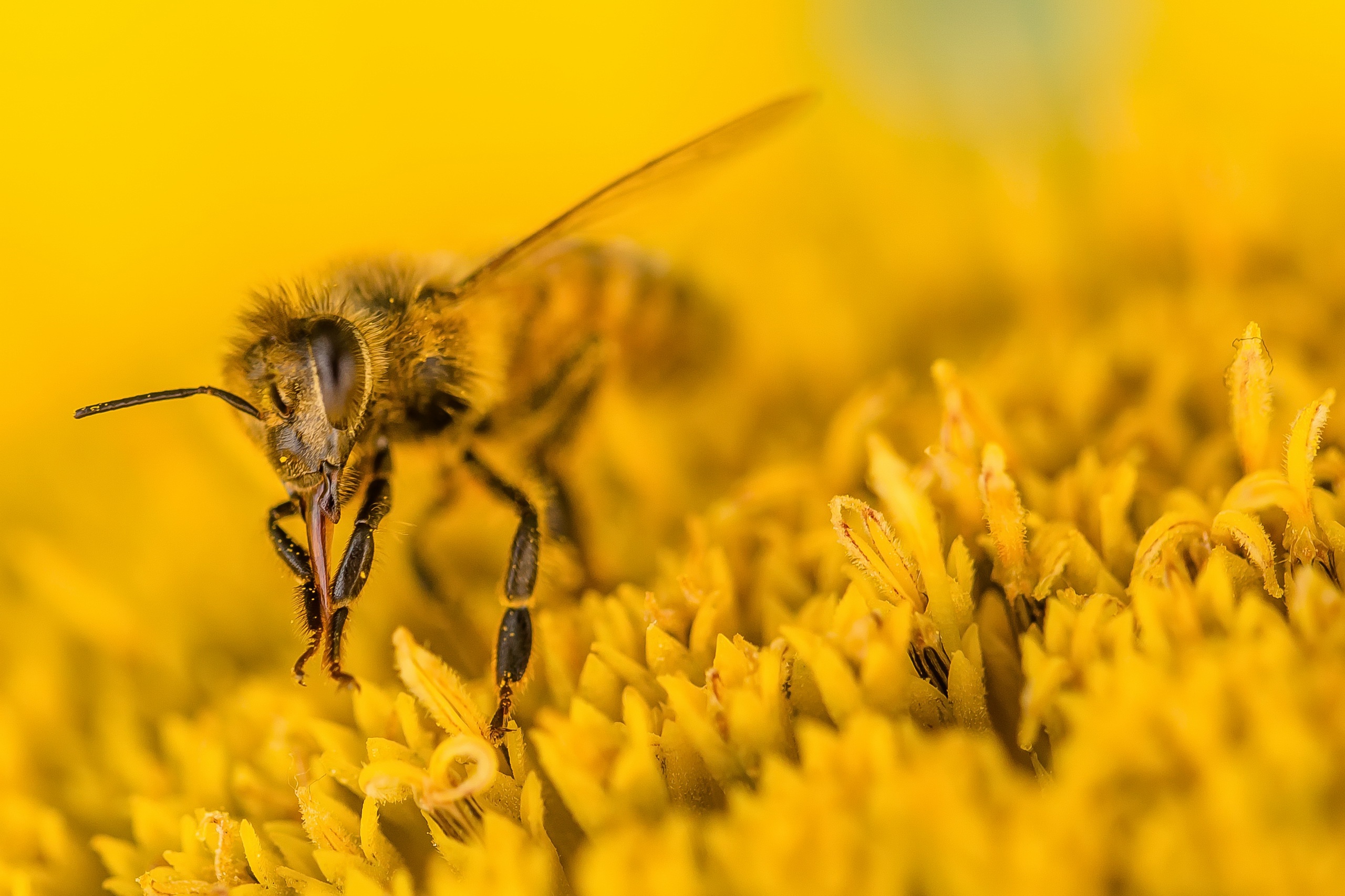 無料モバイル壁紙動物, 昆虫, 花, 大きい, 蜂, 虫をダウンロードします。