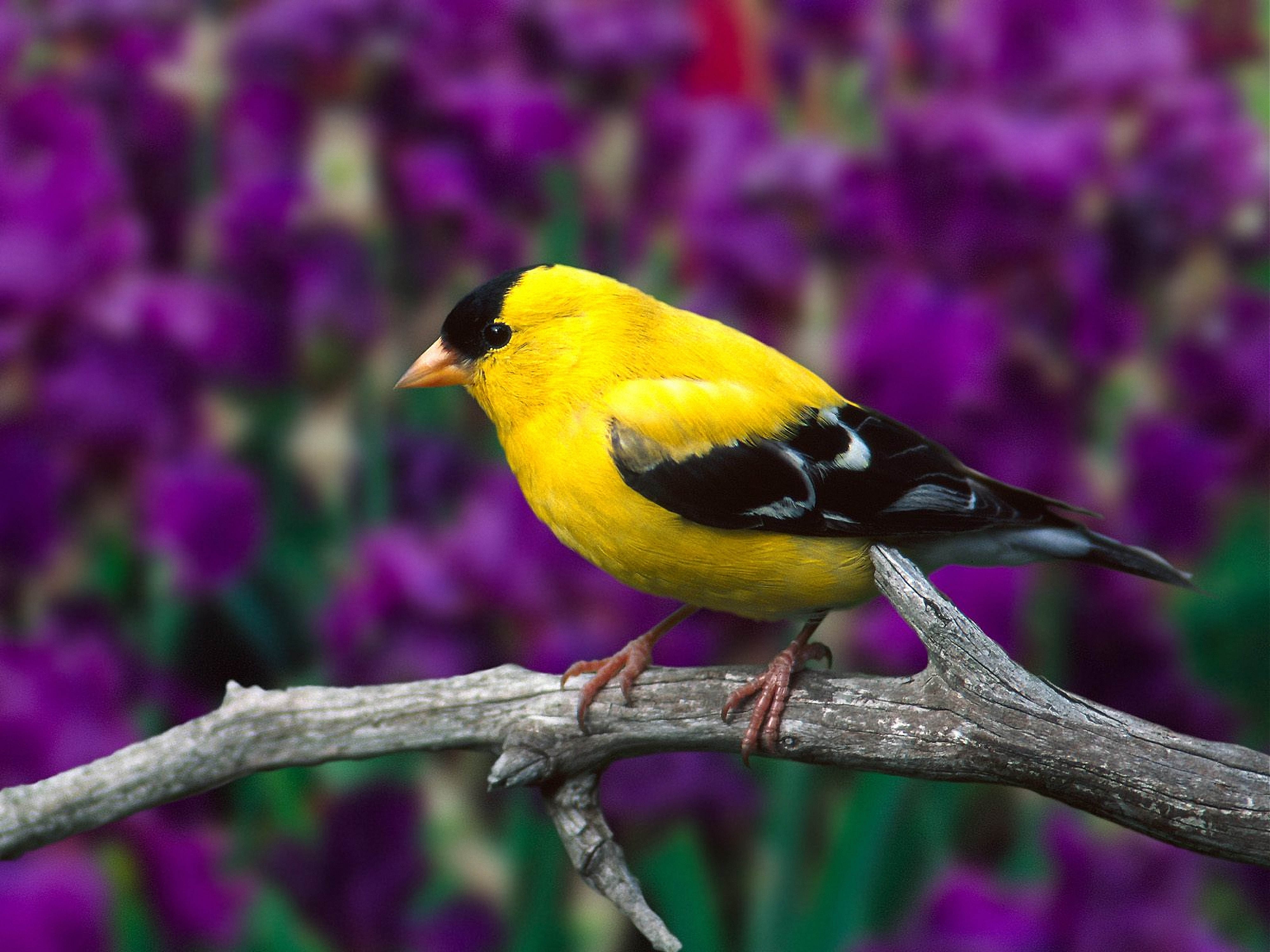 Free download wallpaper Blur, Animals, Bird, Smooth, Branch on your PC desktop