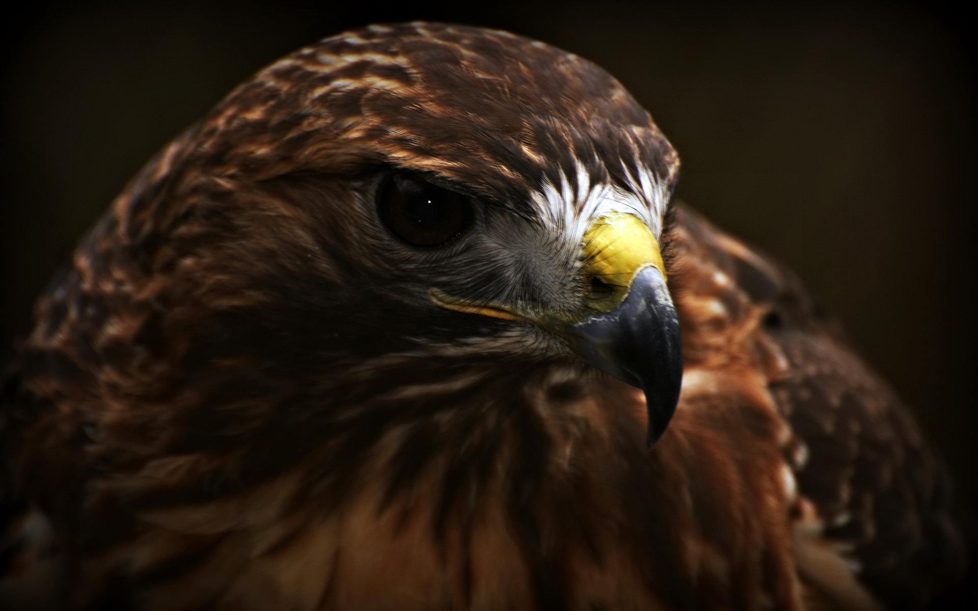 Handy-Wallpaper Tiere, Vögel, Adler kostenlos herunterladen.