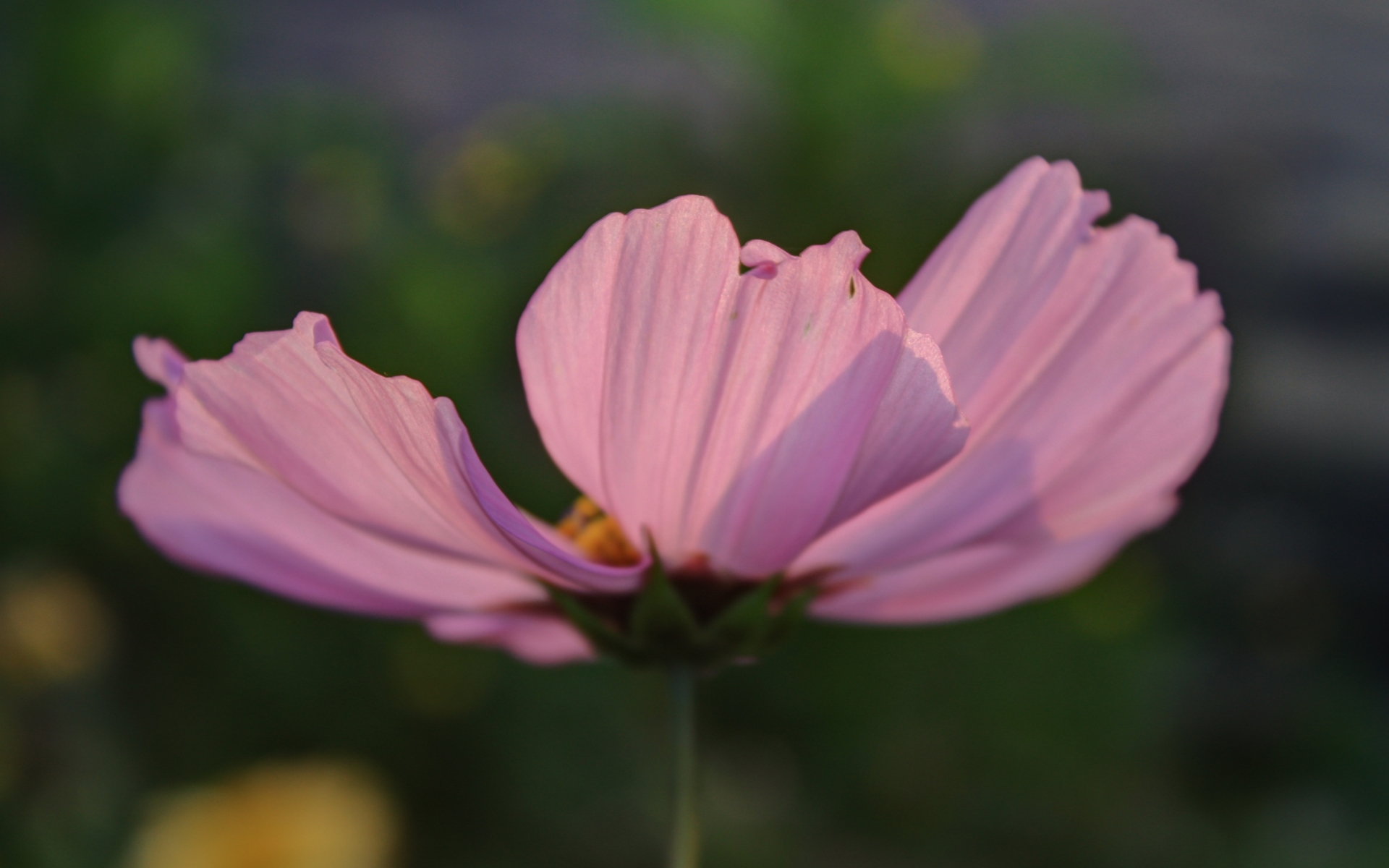 Baixe gratuitamente a imagem Flores, Flor, Terra/natureza na área de trabalho do seu PC