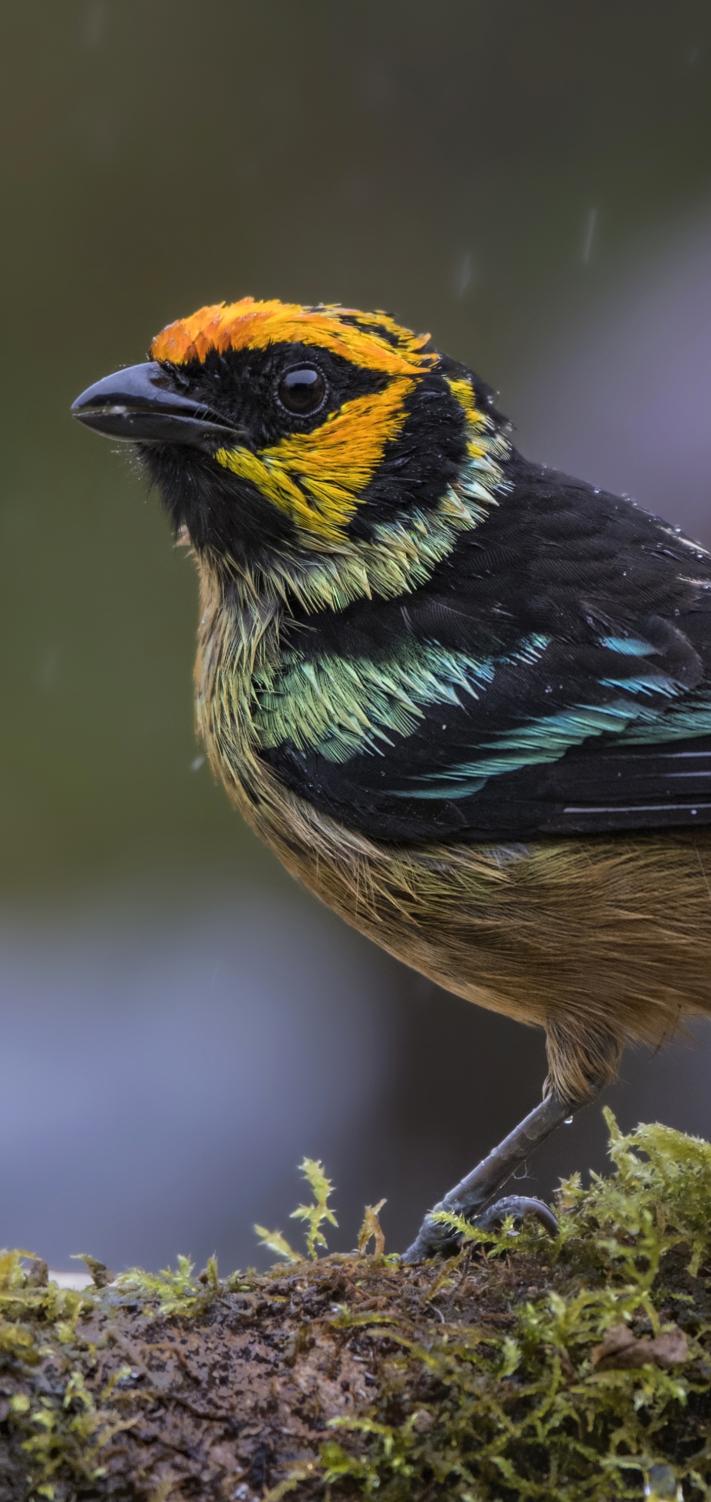 Free download wallpaper Birds, Bird, Animal, Tanager, Passerine on your PC desktop