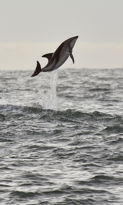 Download mobile wallpaper Horizon, Animal, Dolphin for free.