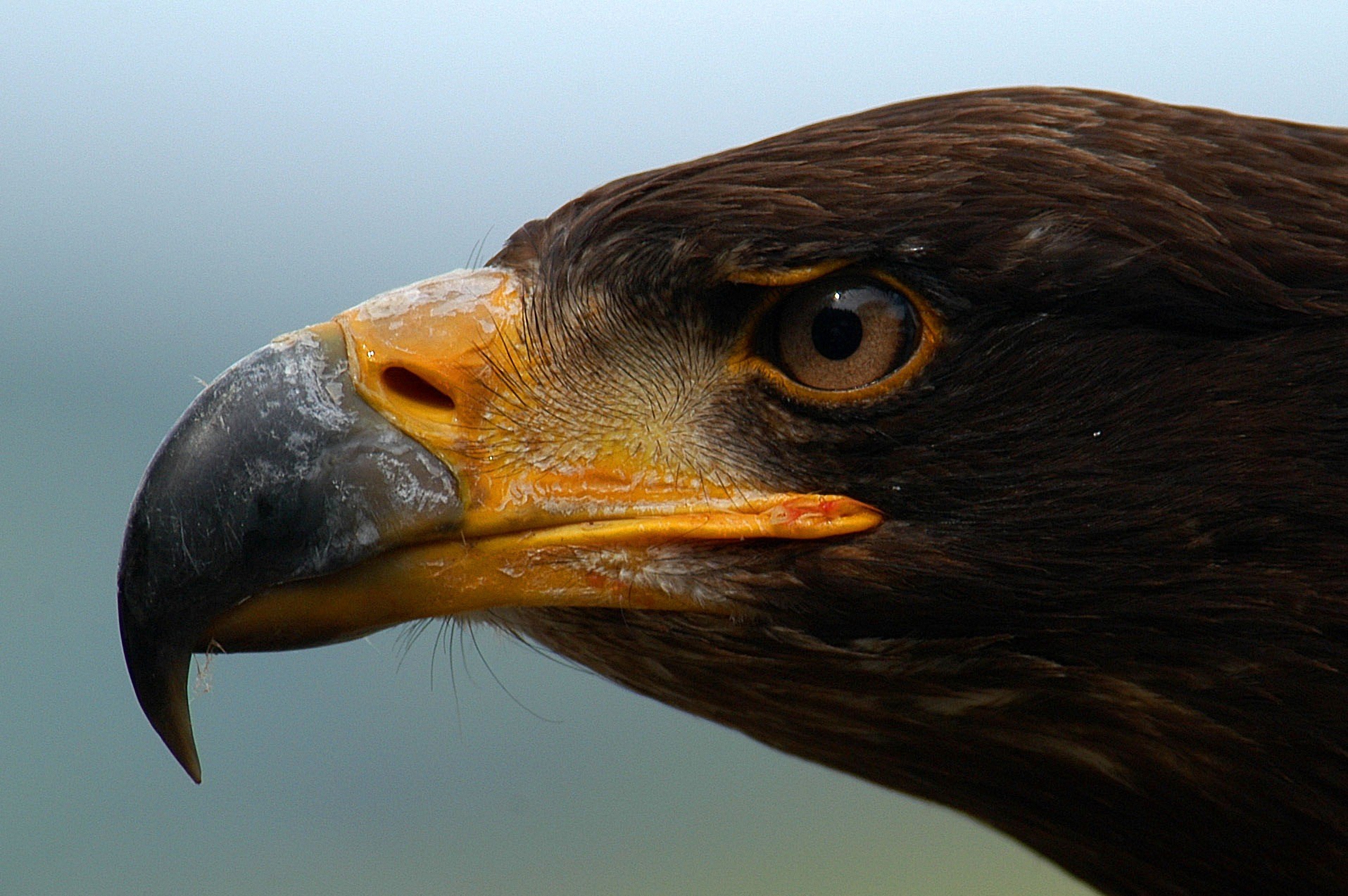 Descarga gratuita de fondo de pantalla para móvil de Águila, Aves, Animales.
