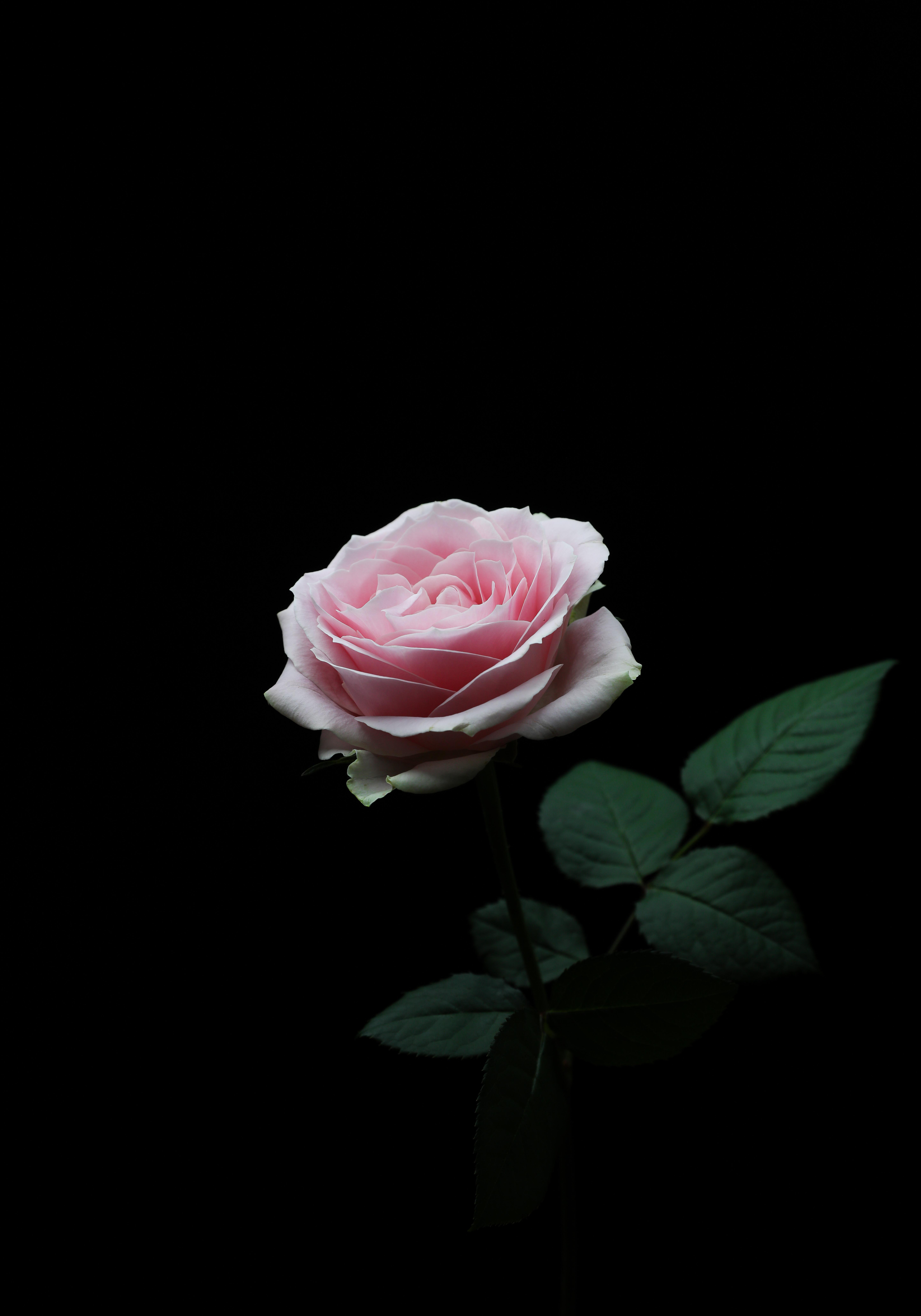 136562 завантажити шпалери роза, троянда, квітка, квіти, пелюстки, бутон, брунька, рожевий - заставки і картинки безкоштовно