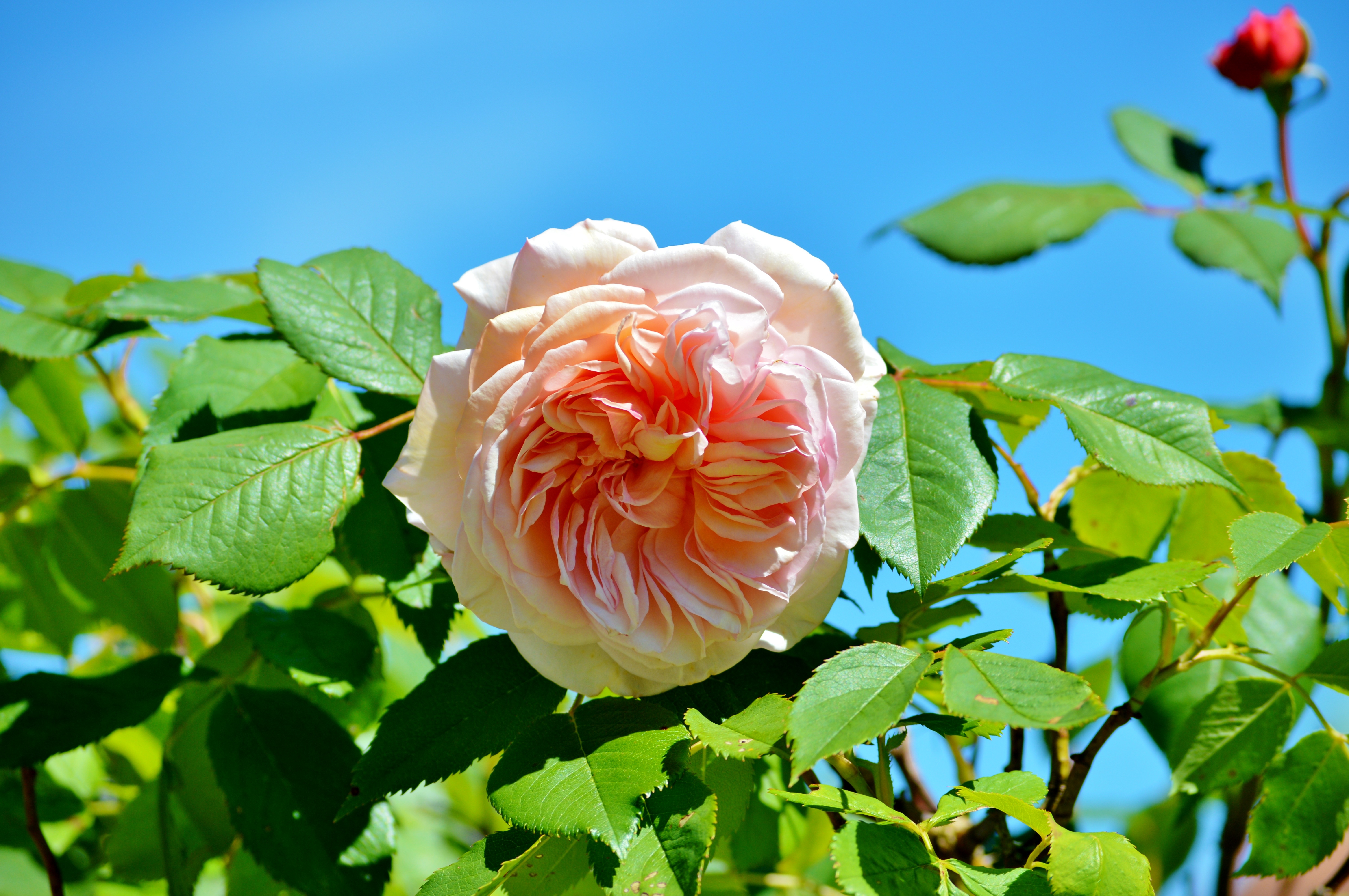 Скачати мобільні шпалери Брунька, Бутон, Кущ, Троянда, Рожевий, Квіти, Роза безкоштовно.