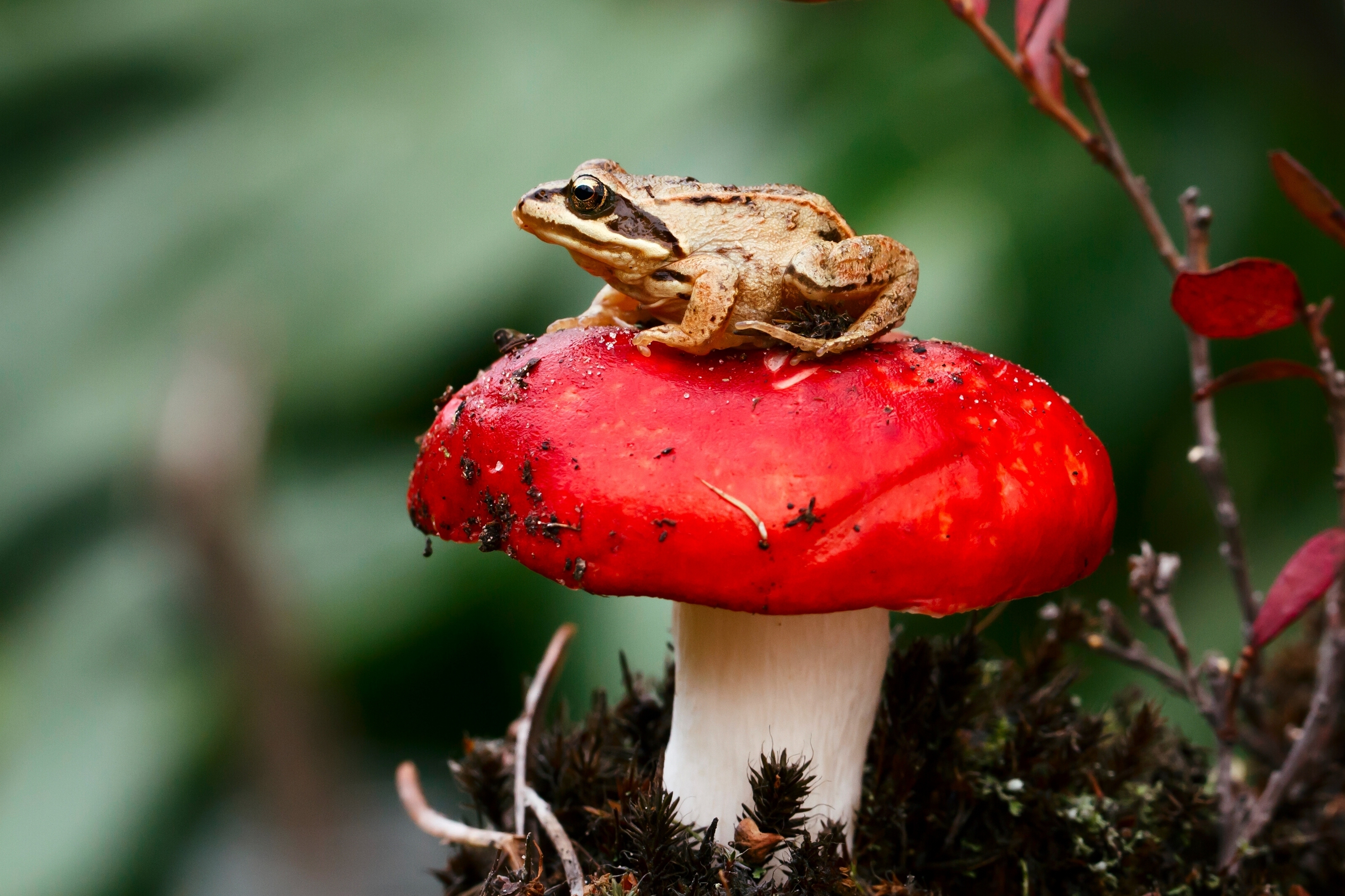 mushroom, toadstool, macro, sit, frog UHD
