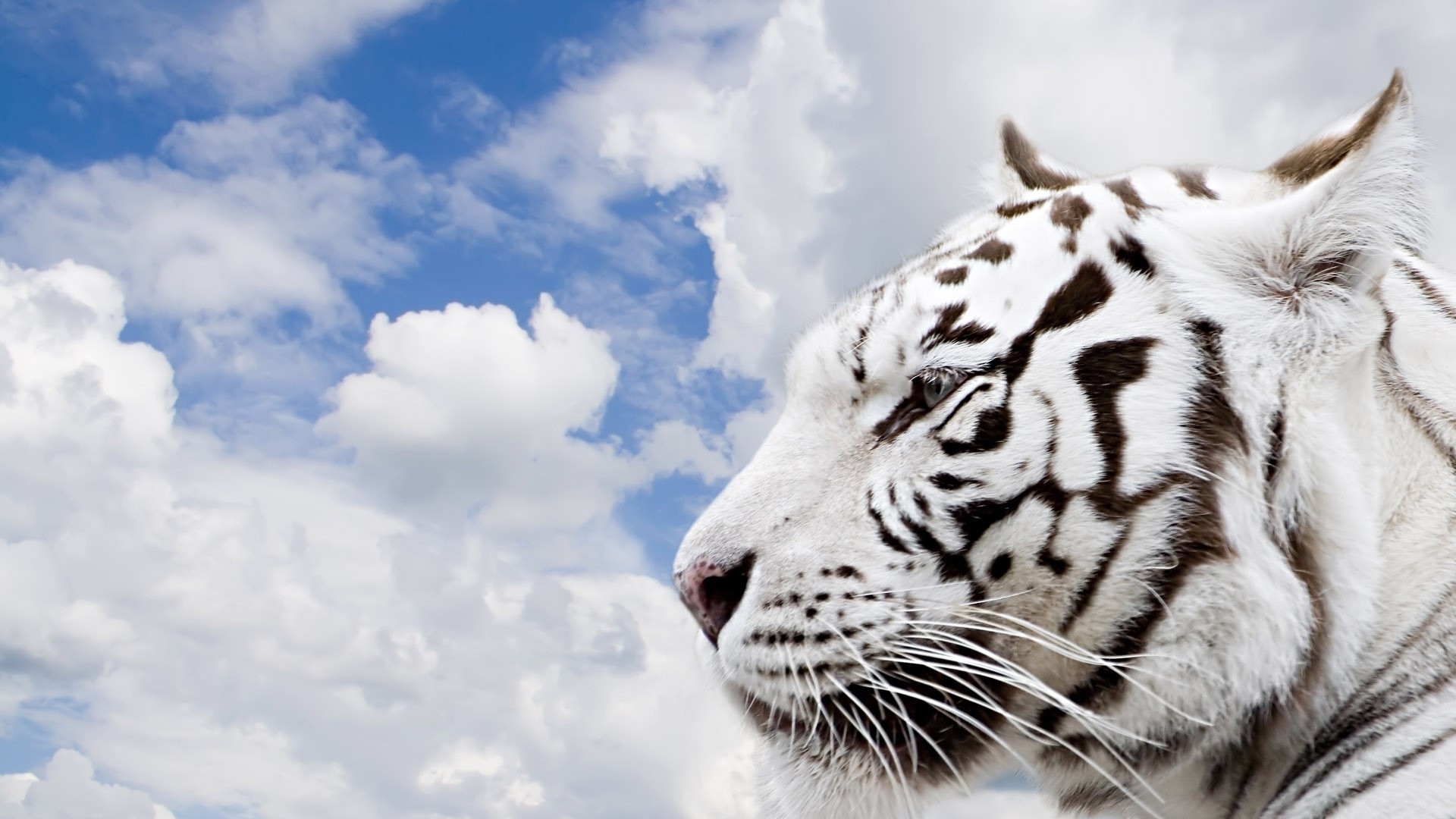 Free download wallpaper Animal, White Tiger on your PC desktop