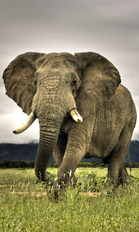 Handy-Wallpaper Tiere, Elefant, Elefanten, Afrikanischer Elefant kostenlos herunterladen.