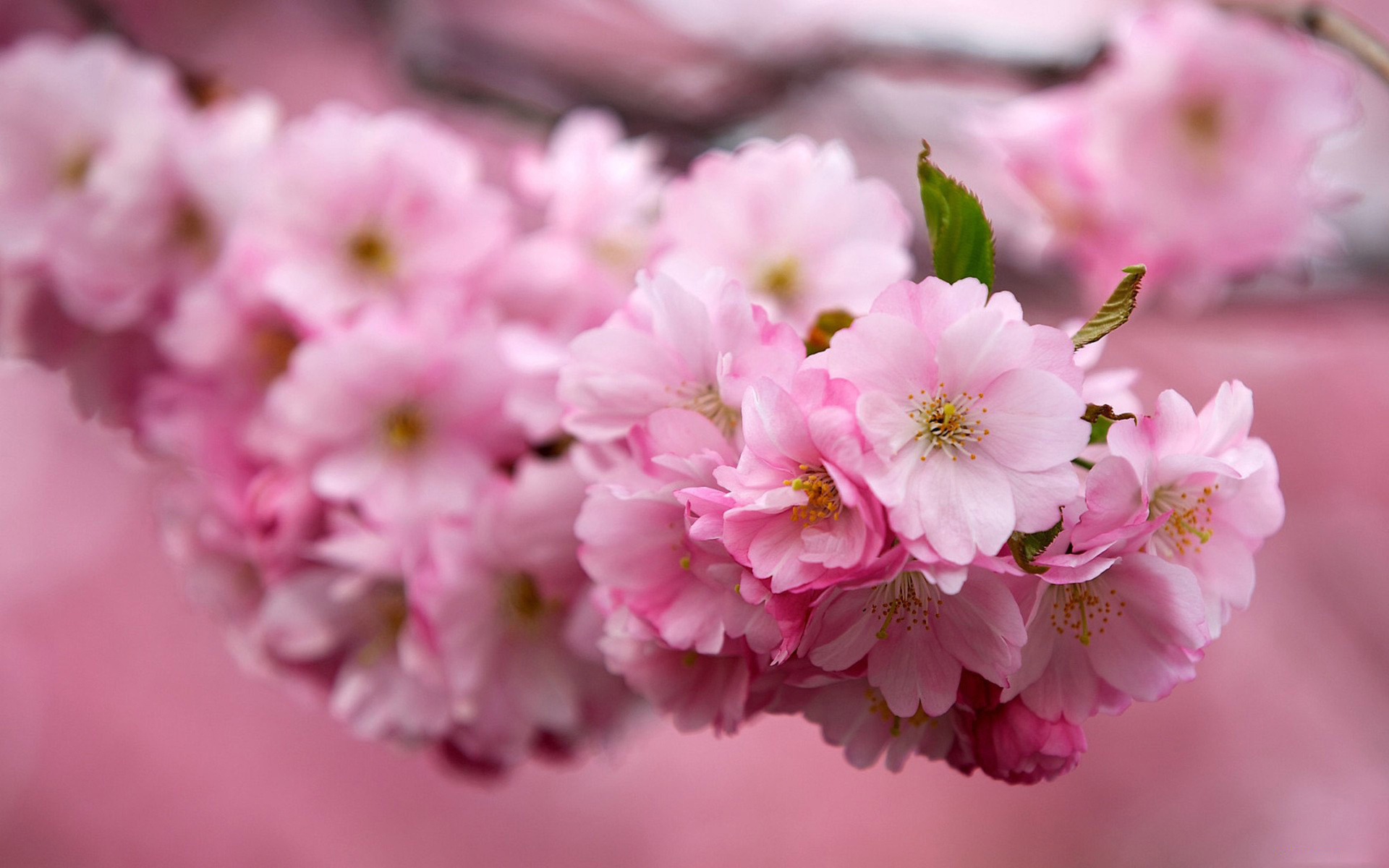 Скачать обои бесплатно Сакура, Деревья, Цветы, Растения картинка на рабочий стол ПК