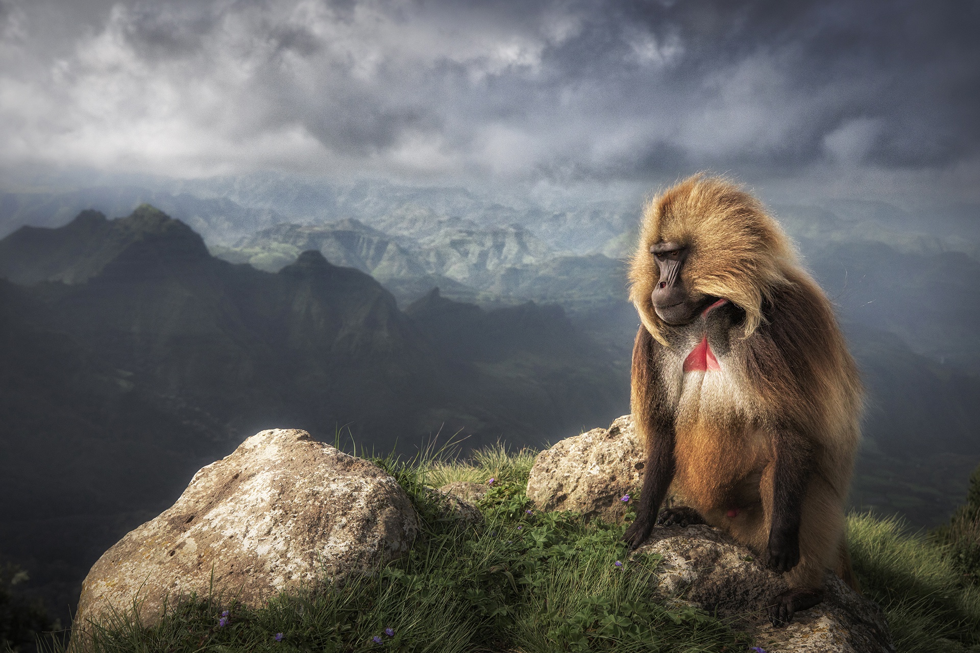 488371 скачать обои бабуин, животные, гелада, обезьяна, обезьяны - заставки и картинки бесплатно