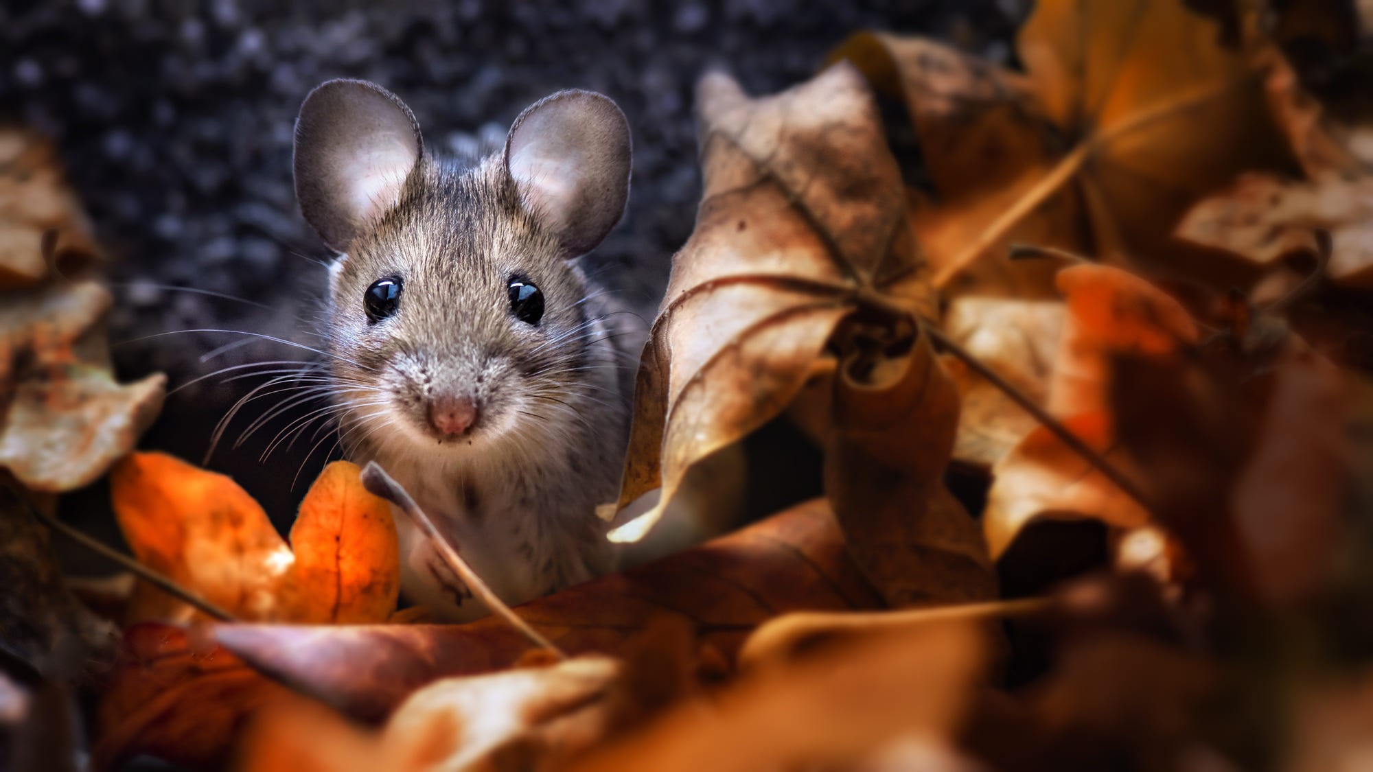 Free download wallpaper Fall, Animal, Mouse, Rodent on your PC desktop