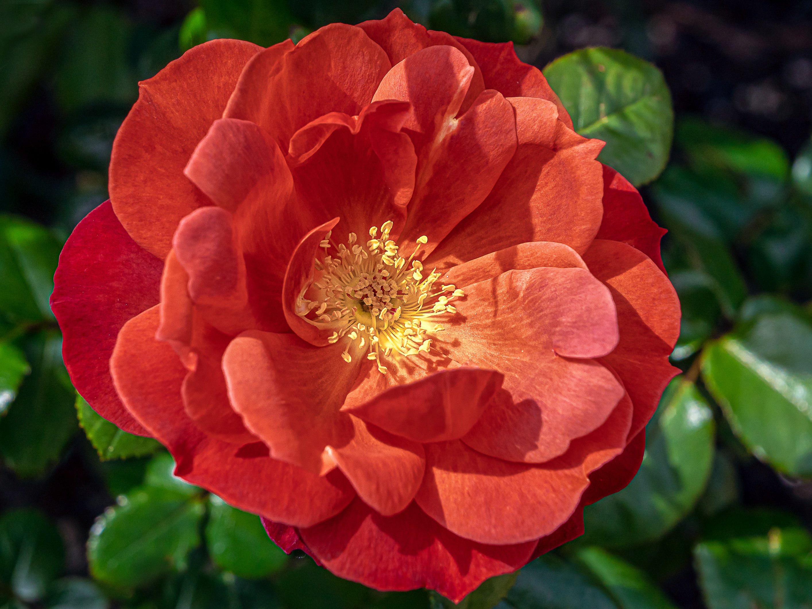 Descarga gratuita de fondo de pantalla para móvil de Flores, Rosa, Flor, Tierra/naturaleza, Macrofotografía.