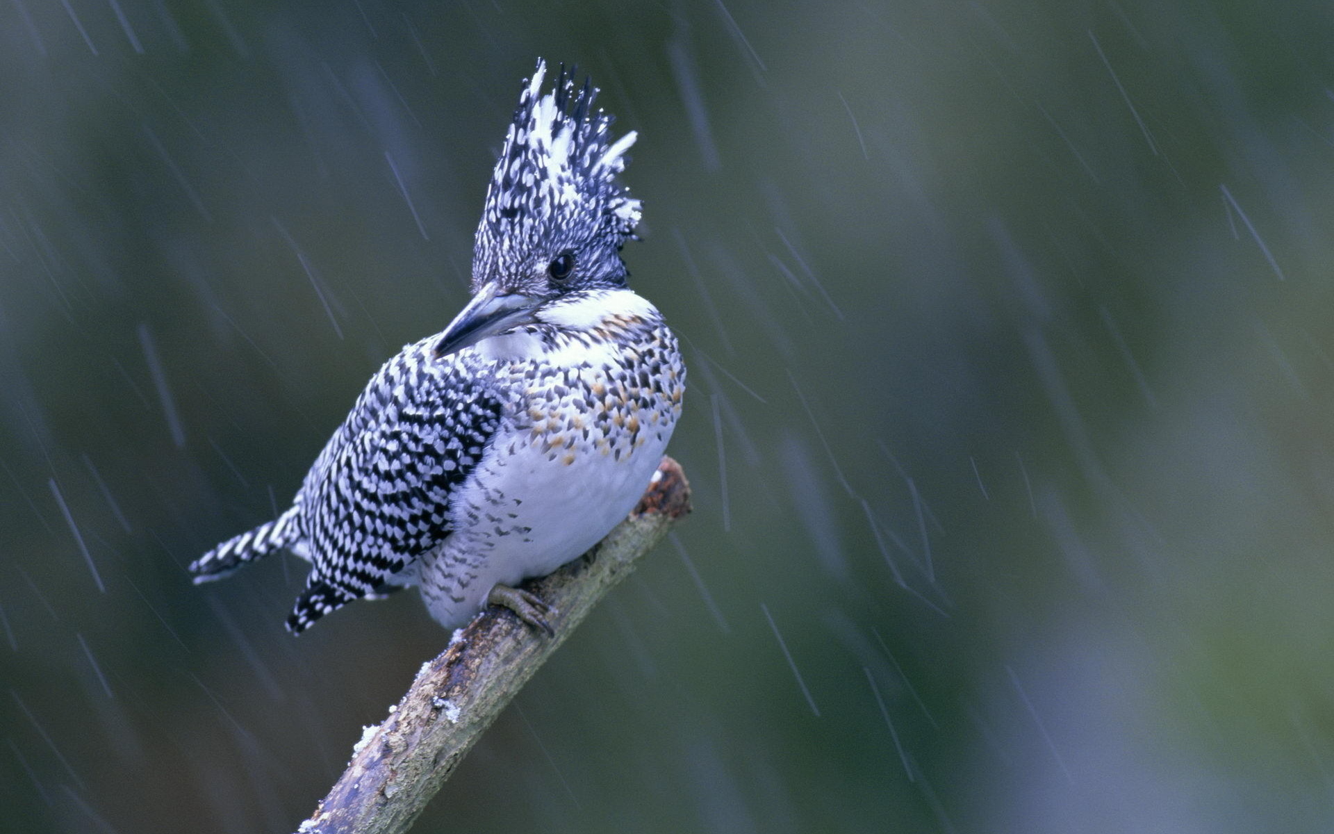 Descarga gratuita de fondo de pantalla para móvil de Animales, Aves, Ave.