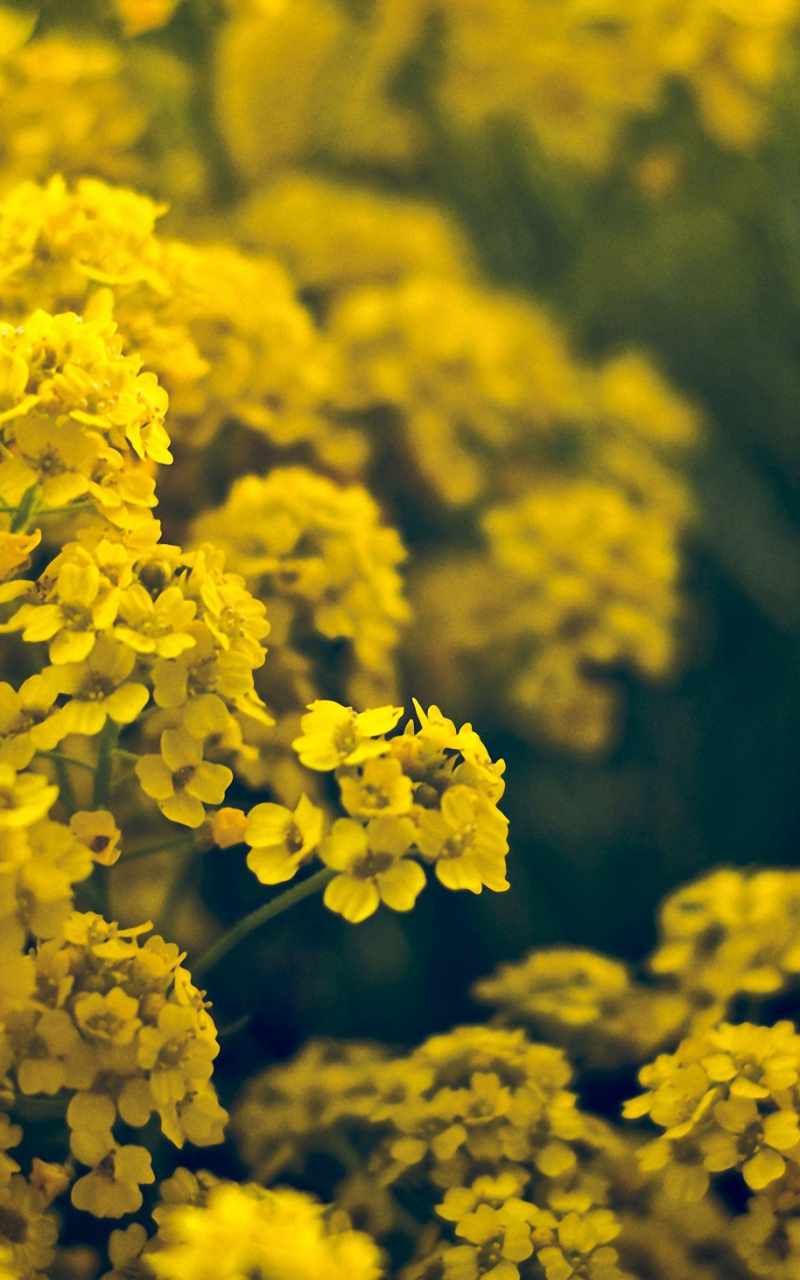 Скачать картинку Цветок, Желтый Цветок, Земля/природа, Флауэрсы в телефон бесплатно.