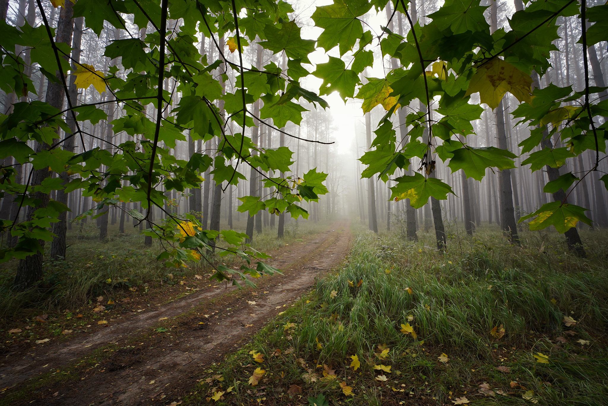 Laden Sie das Natur, Herbst, Wald, Nebel, Pfad, Morgen, Ahornblatt, Menschengemacht-Bild kostenlos auf Ihren PC-Desktop herunter