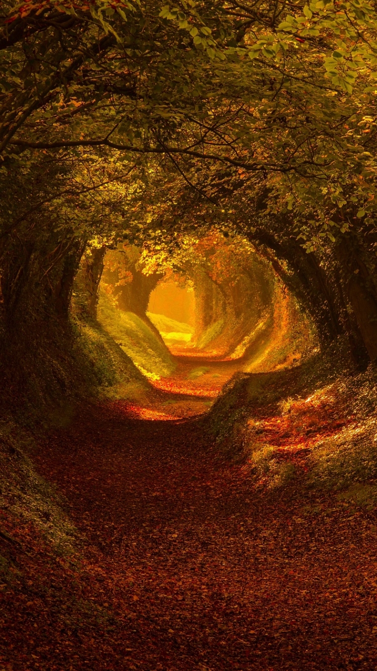 Download mobile wallpaper Nature, Forest, Tree, Leaf, Fall, Earth, Path, Tunnel for free.