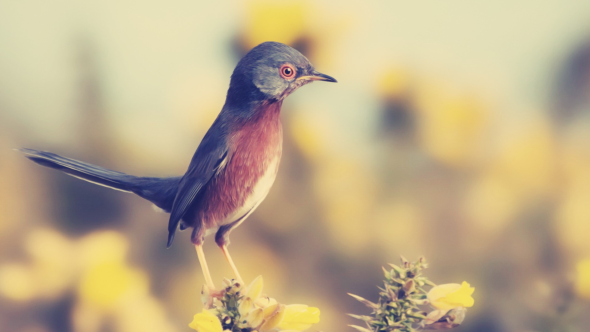 Baixe gratuitamente a imagem Animais, Aves, Pássaro na área de trabalho do seu PC