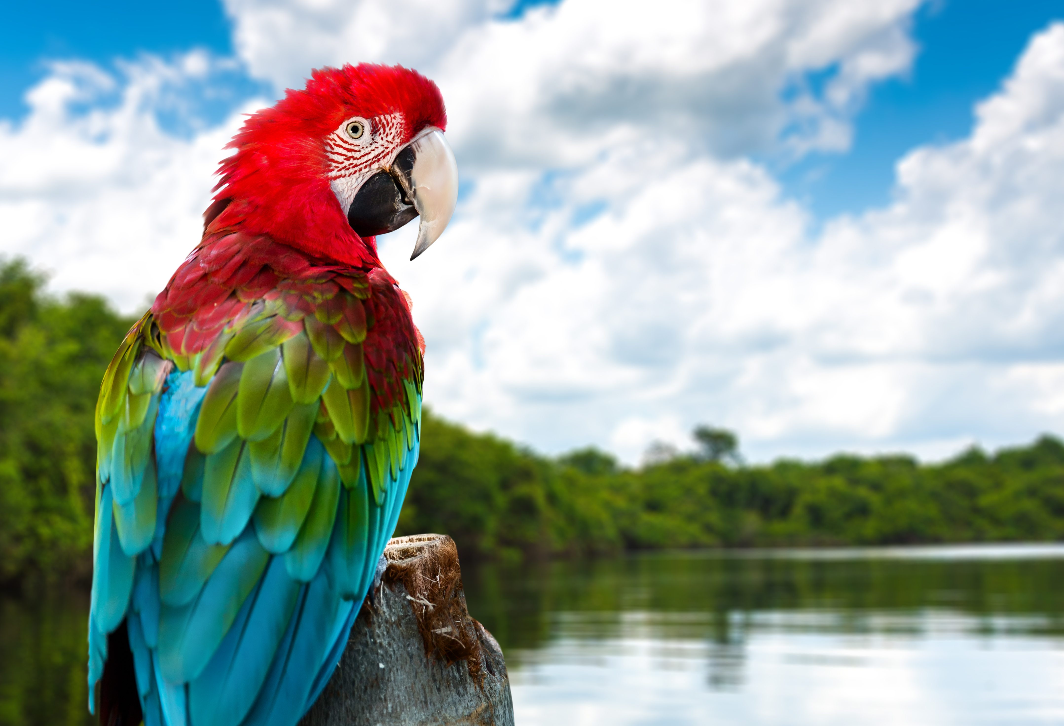 Free download wallpaper Birds, Bird, Animal, Macaw, Red And Green Macaw on your PC desktop