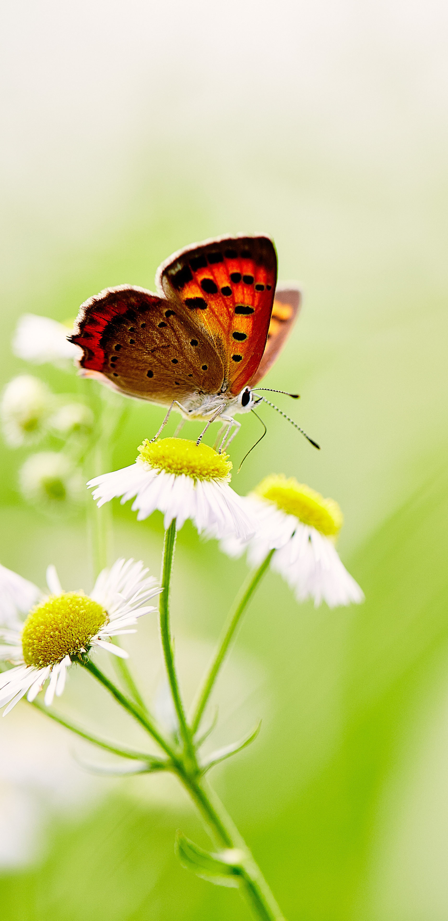 Handy-Wallpaper Tiere, Schmetterlinge, Blume, Makro, Insekt, Weiße Blume kostenlos herunterladen.