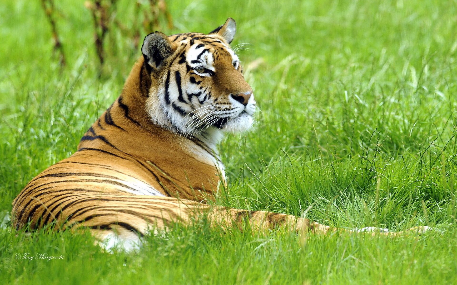 animals, grass, to lie down, lie, big cat, relaxation, rest, tiger 1080p