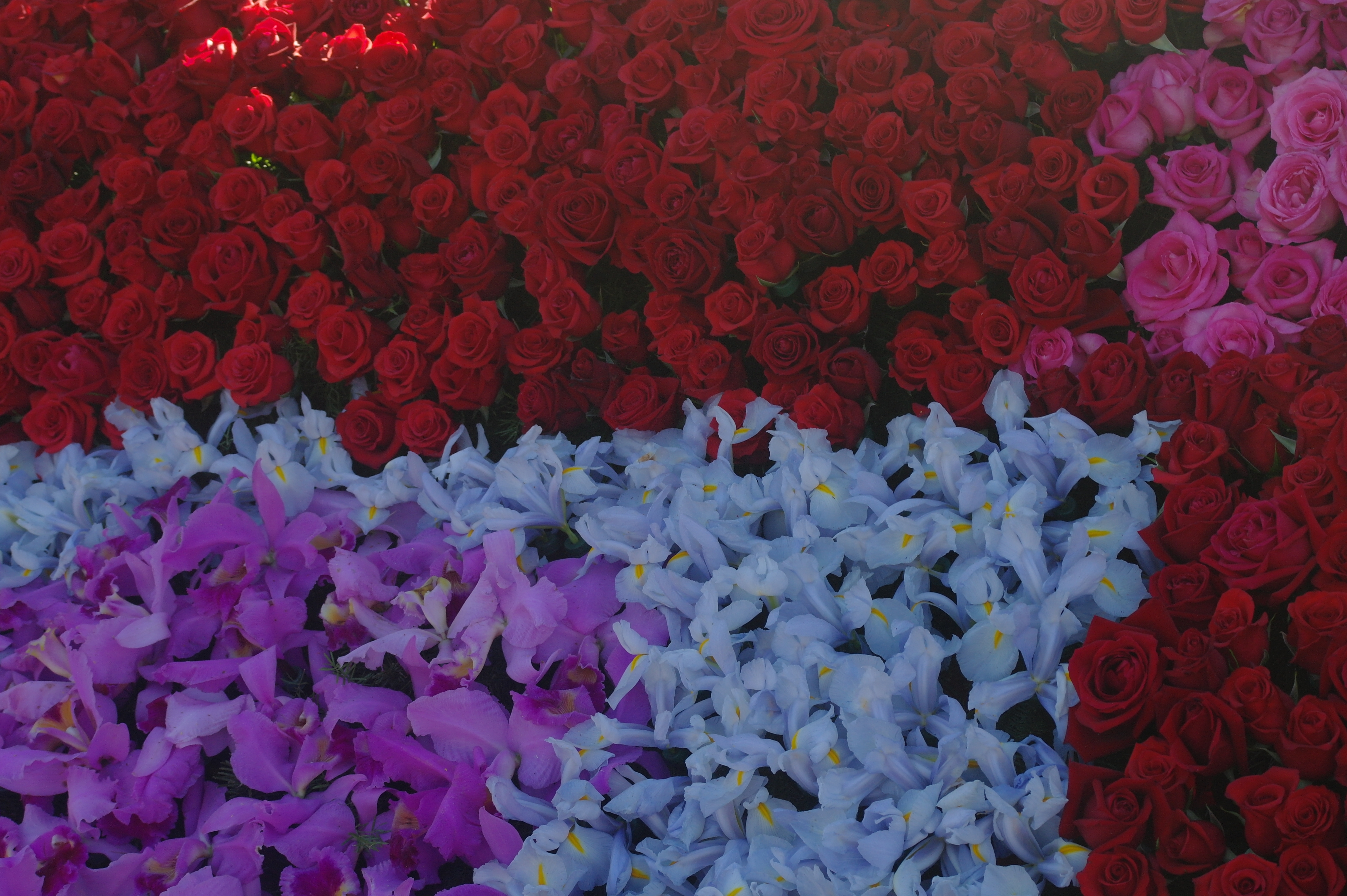 138995 baixar imagens flores, rosas, fundo de flor, fundo de flores - papéis de parede e protetores de tela gratuitamente