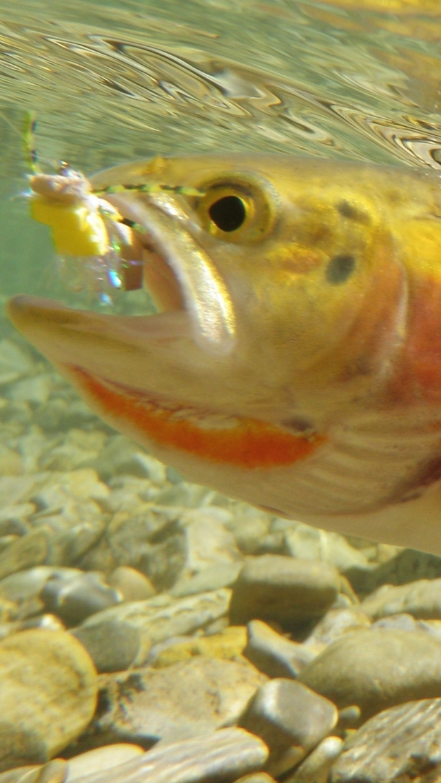 Download mobile wallpaper Animal, Trout for free.