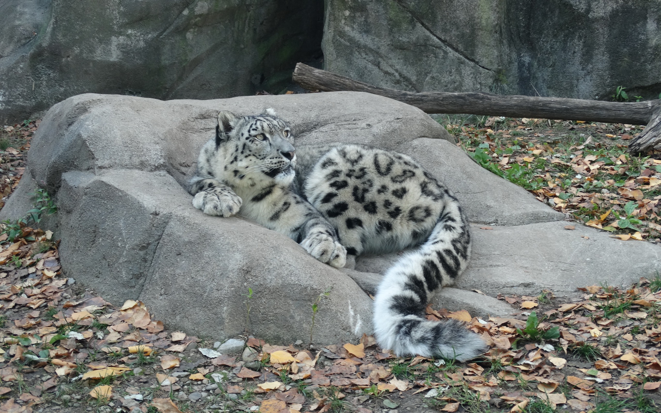 Download mobile wallpaper Snow Leopard, Cats, Animal for free.
