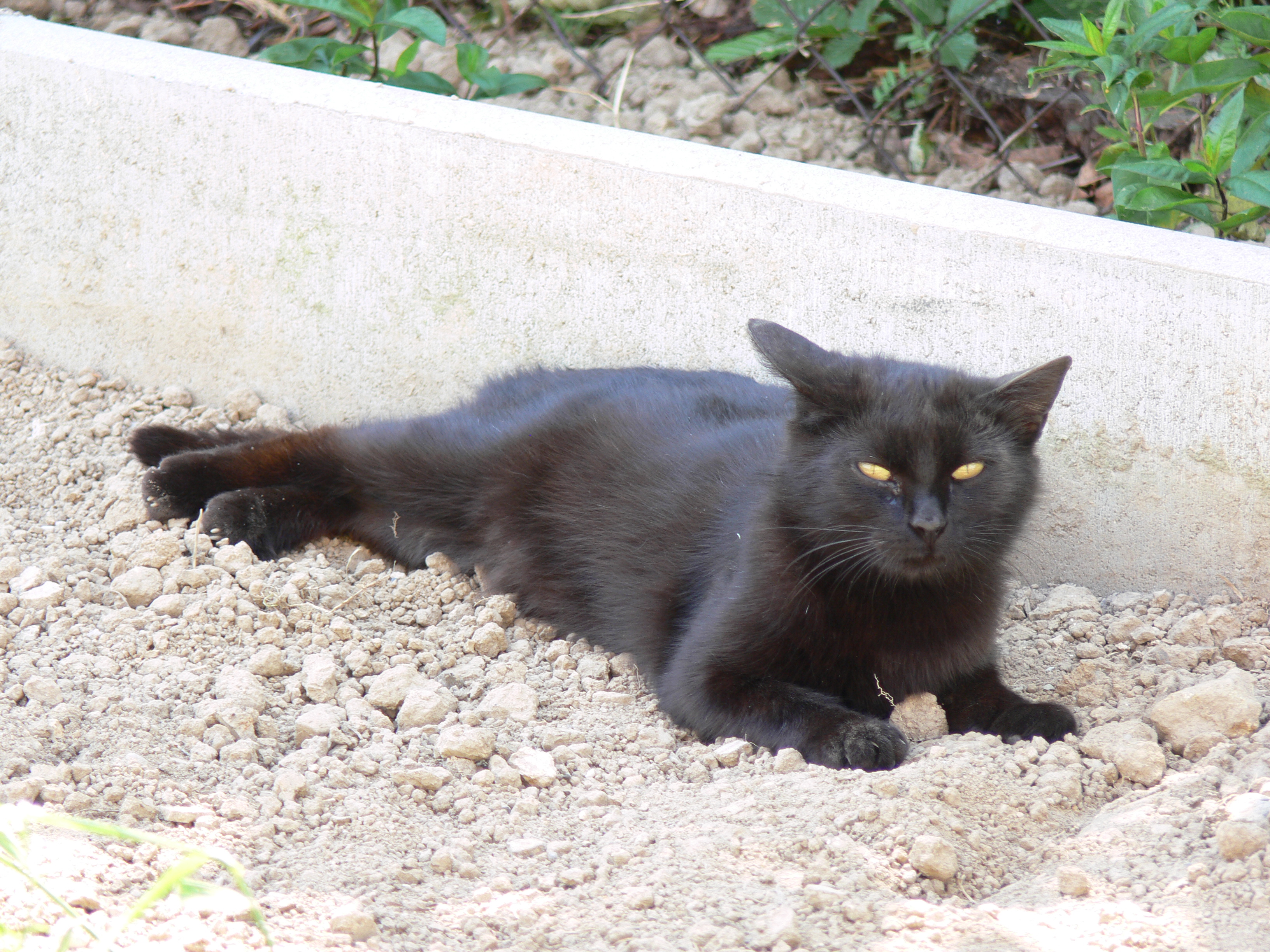 無料モバイル壁紙動物, ネコ, 猫をダウンロードします。