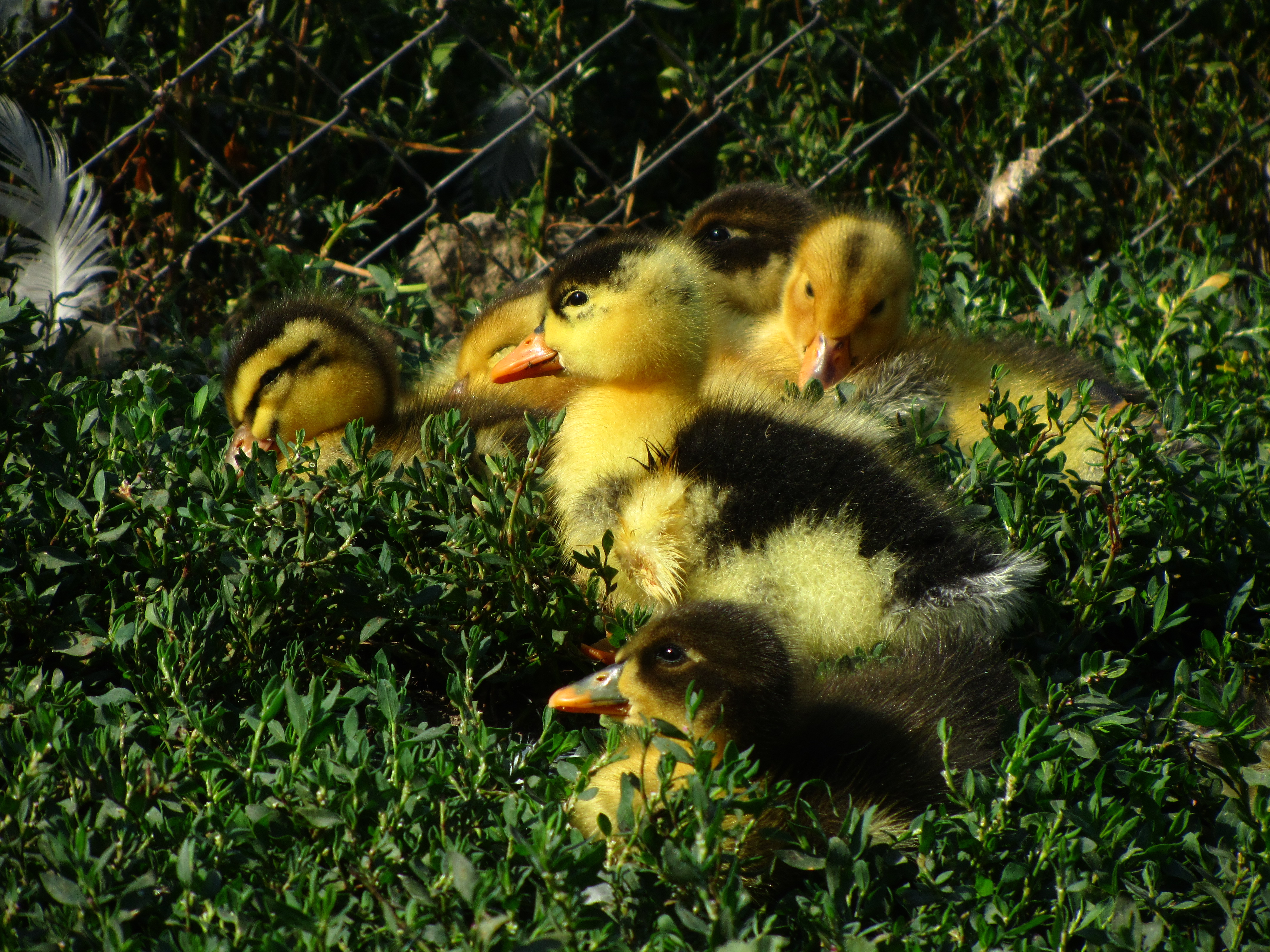 Handy-Wallpaper Tiere, Ente kostenlos herunterladen.