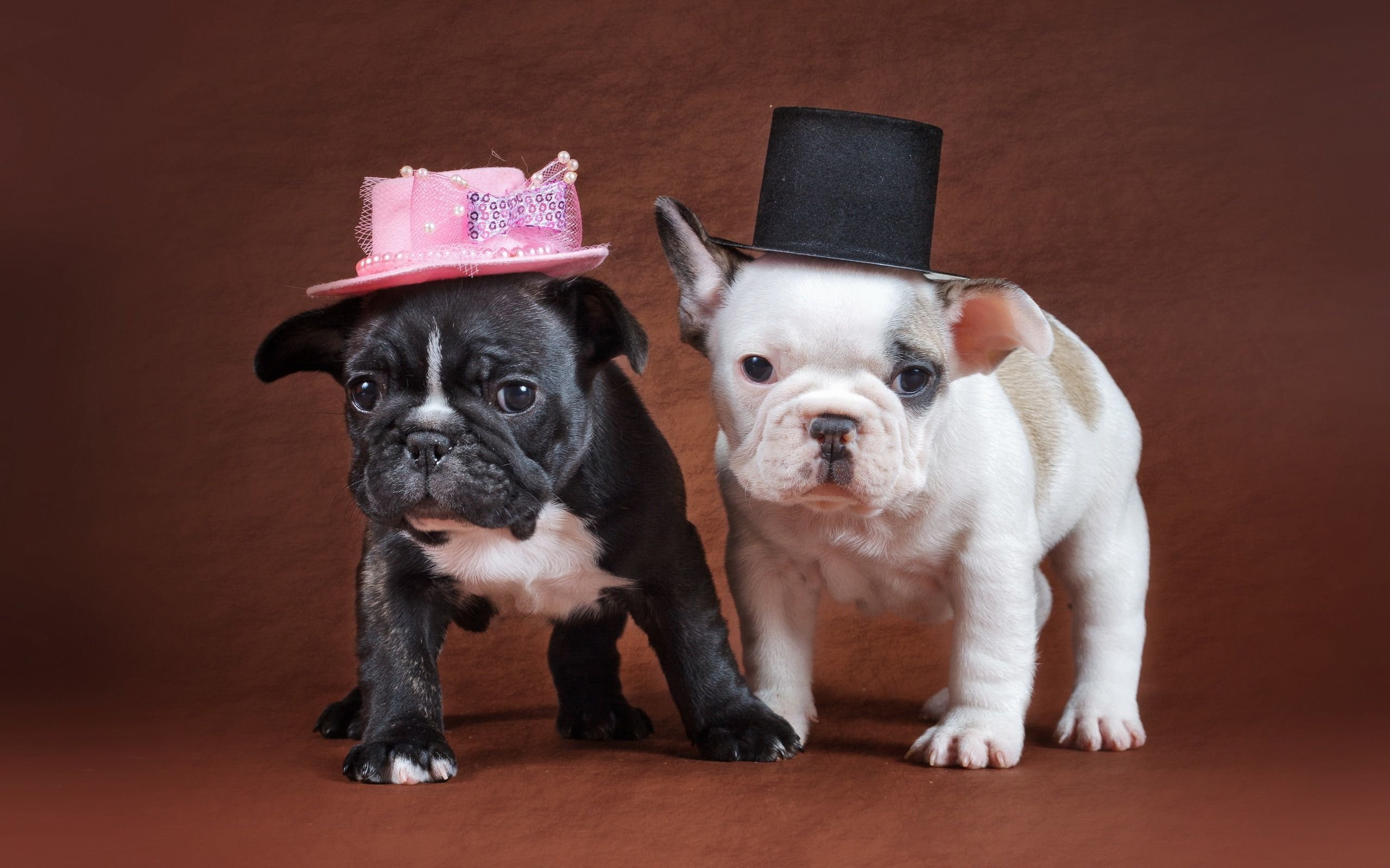 Download mobile wallpaper Dogs, Dog, Animal, Puppy, Hat, French Bulldog for free.