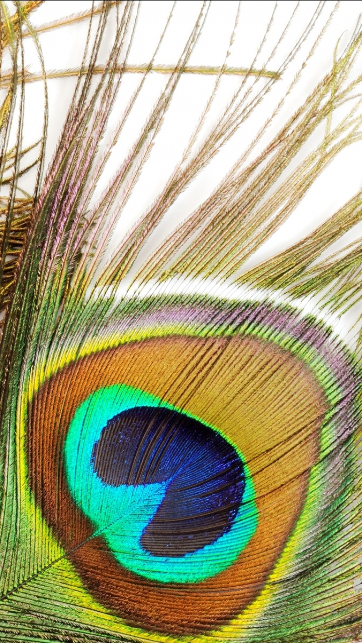 Download mobile wallpaper Feather, Photography for free.