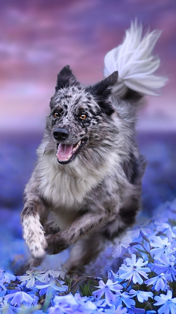 Download mobile wallpaper Dogs, Flower, Dog, Animal, Border Collie, Blue Flower for free.