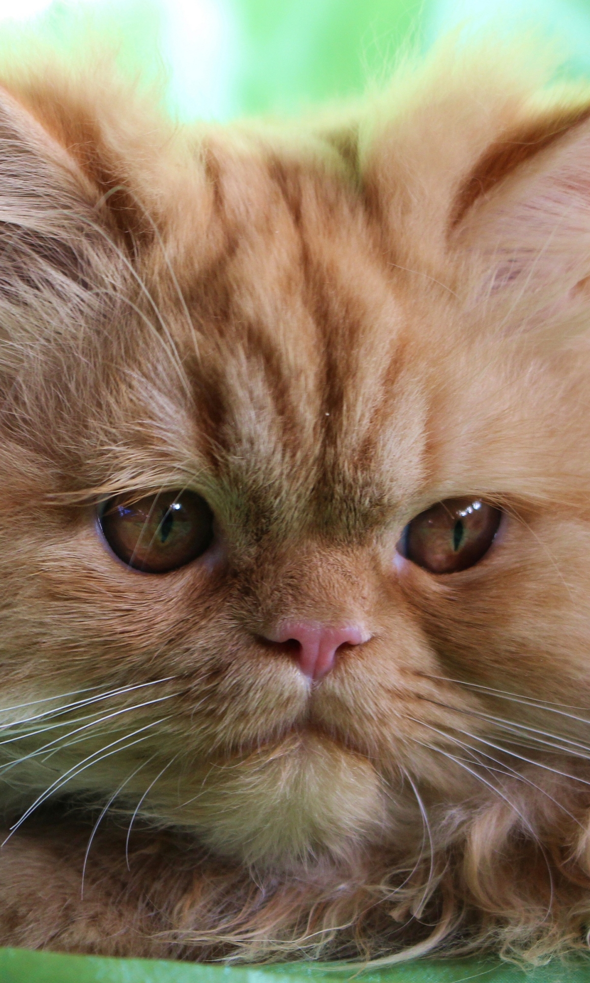 Скачати мобільні шпалери Кішка, Пухнастий, Морда, Тварина, Коти, Перська Кішка безкоштовно.