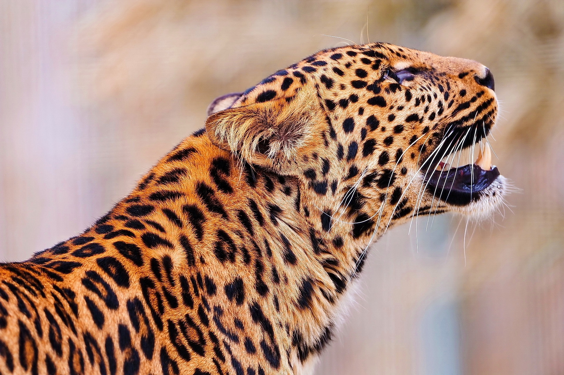 animals, leopard, muzzle, predator, bounce, jump HD wallpaper