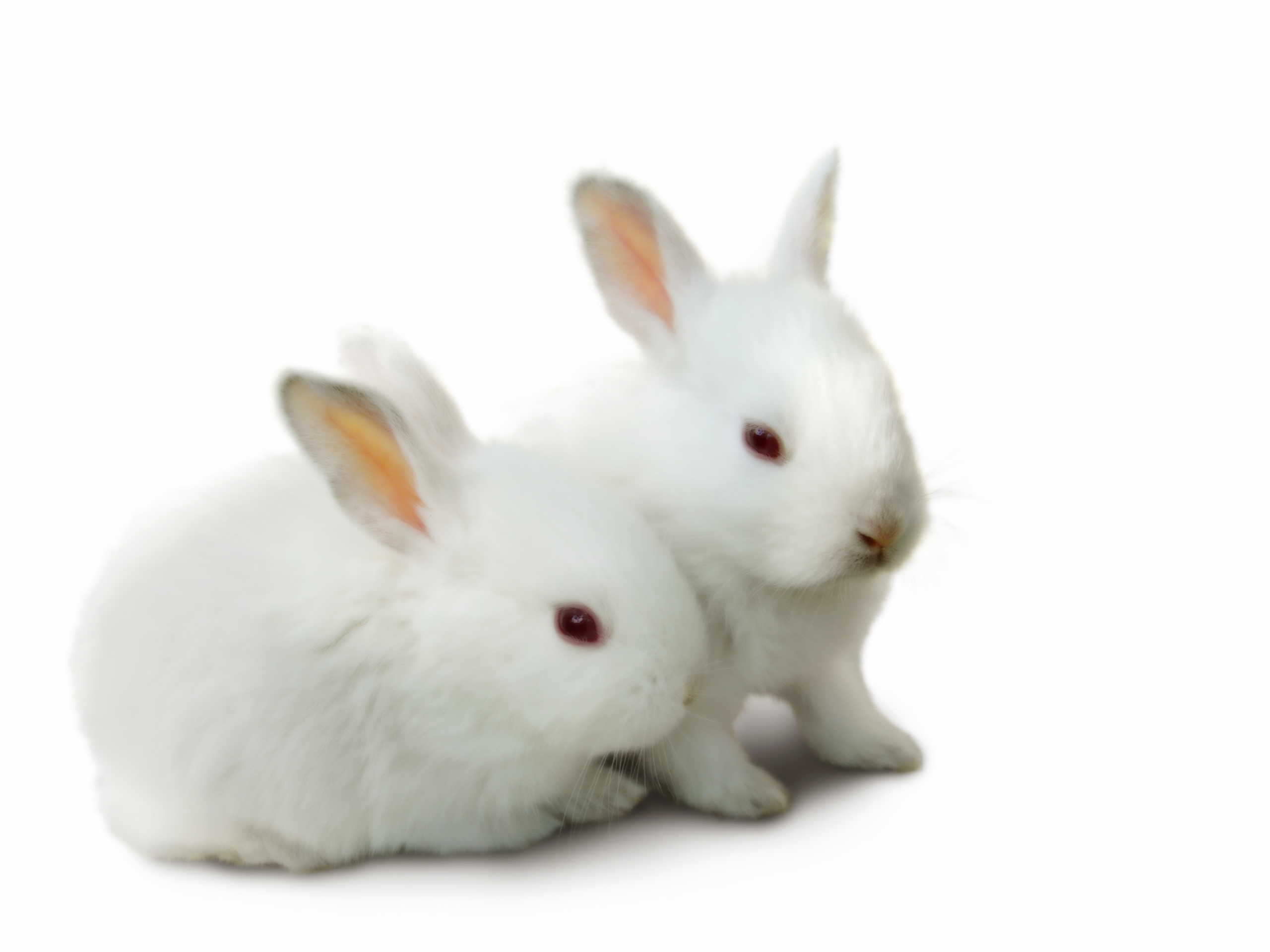 rabbits, animals cellphone