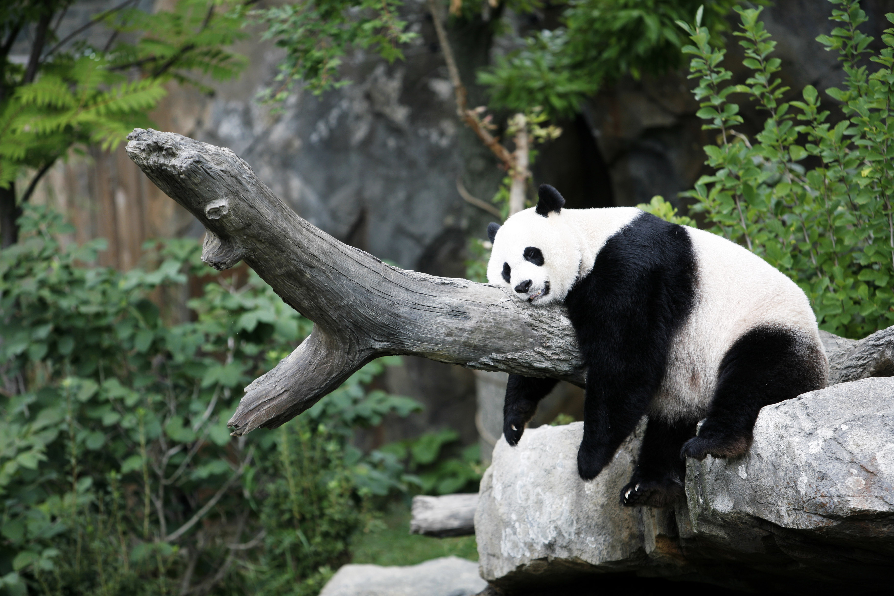 Free download wallpaper Animal, Panda, Sleeping on your PC desktop