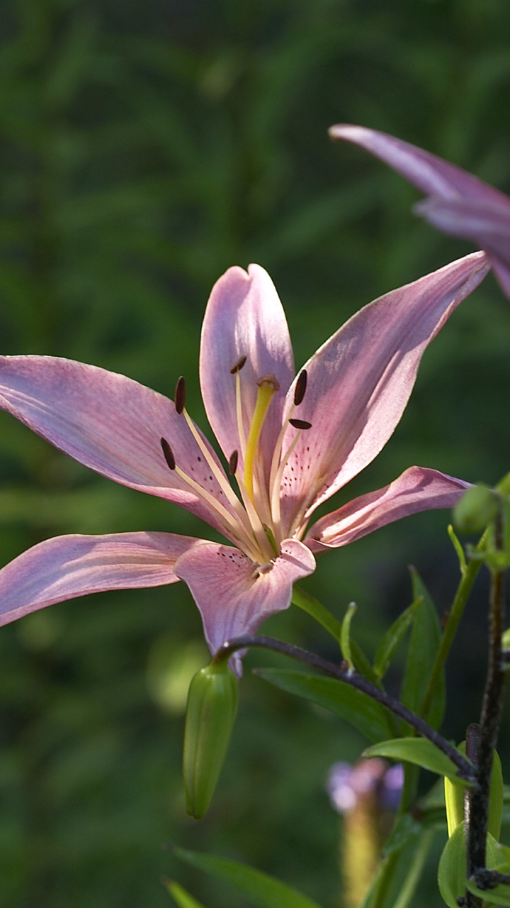 Descarga gratuita de fondo de pantalla para móvil de Flores, Flor, Lirio, Tierra/naturaleza.