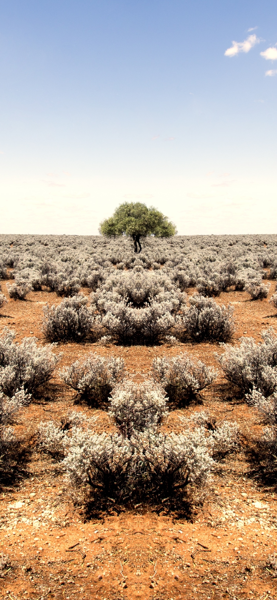 Download mobile wallpaper Landscape, Nature, Desert, Bush, Horizon, Tree, Earth, Lonely Tree for free.
