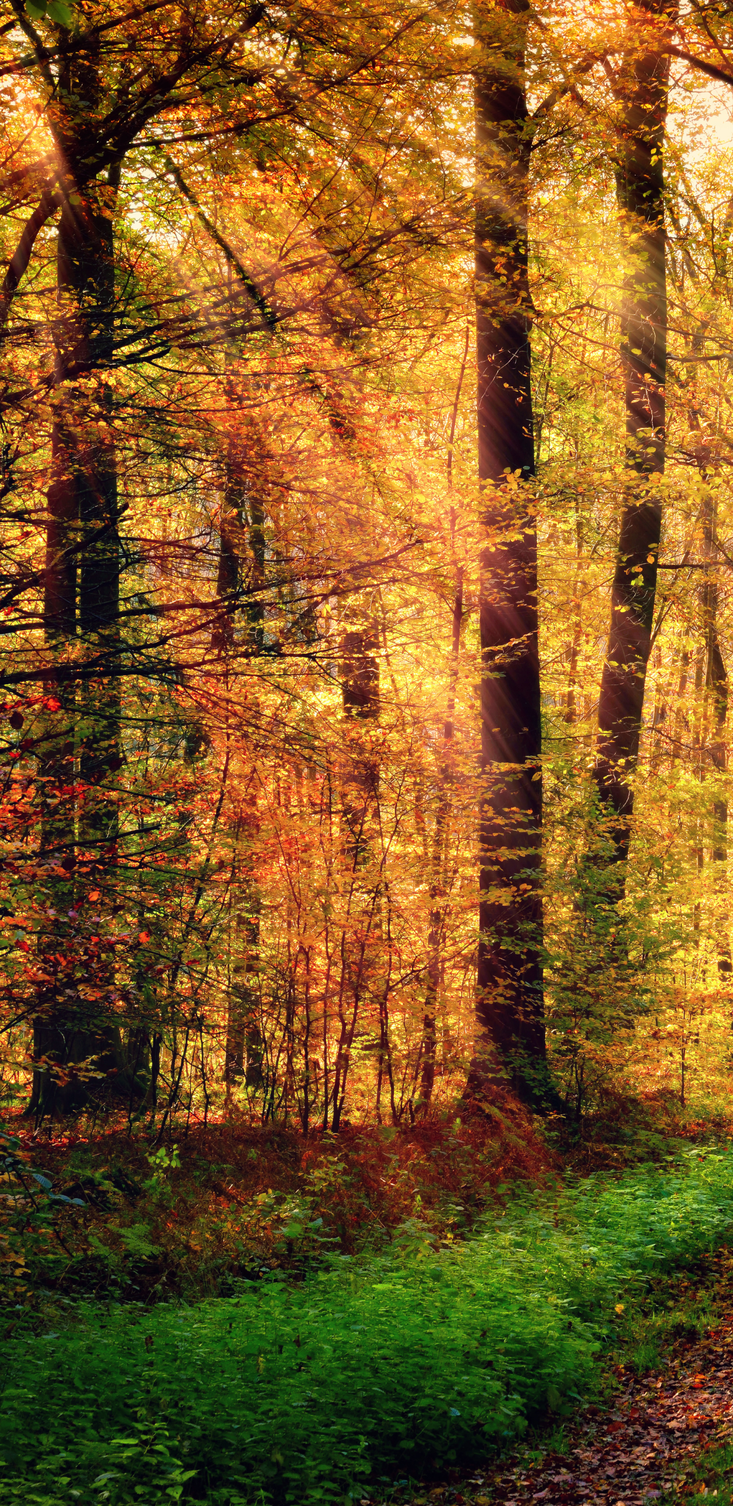 Handy-Wallpaper Herbst, Wald, Fotografie, Sonnenstrahl, Sonnenbohne kostenlos herunterladen.