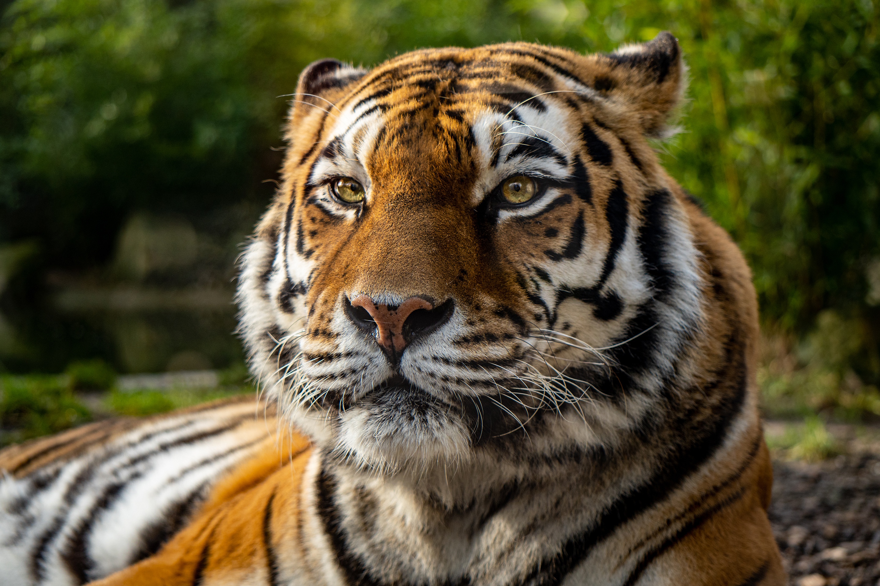 Téléchargez gratuitement l'image Animaux, Chats, Tigre sur le bureau de votre PC