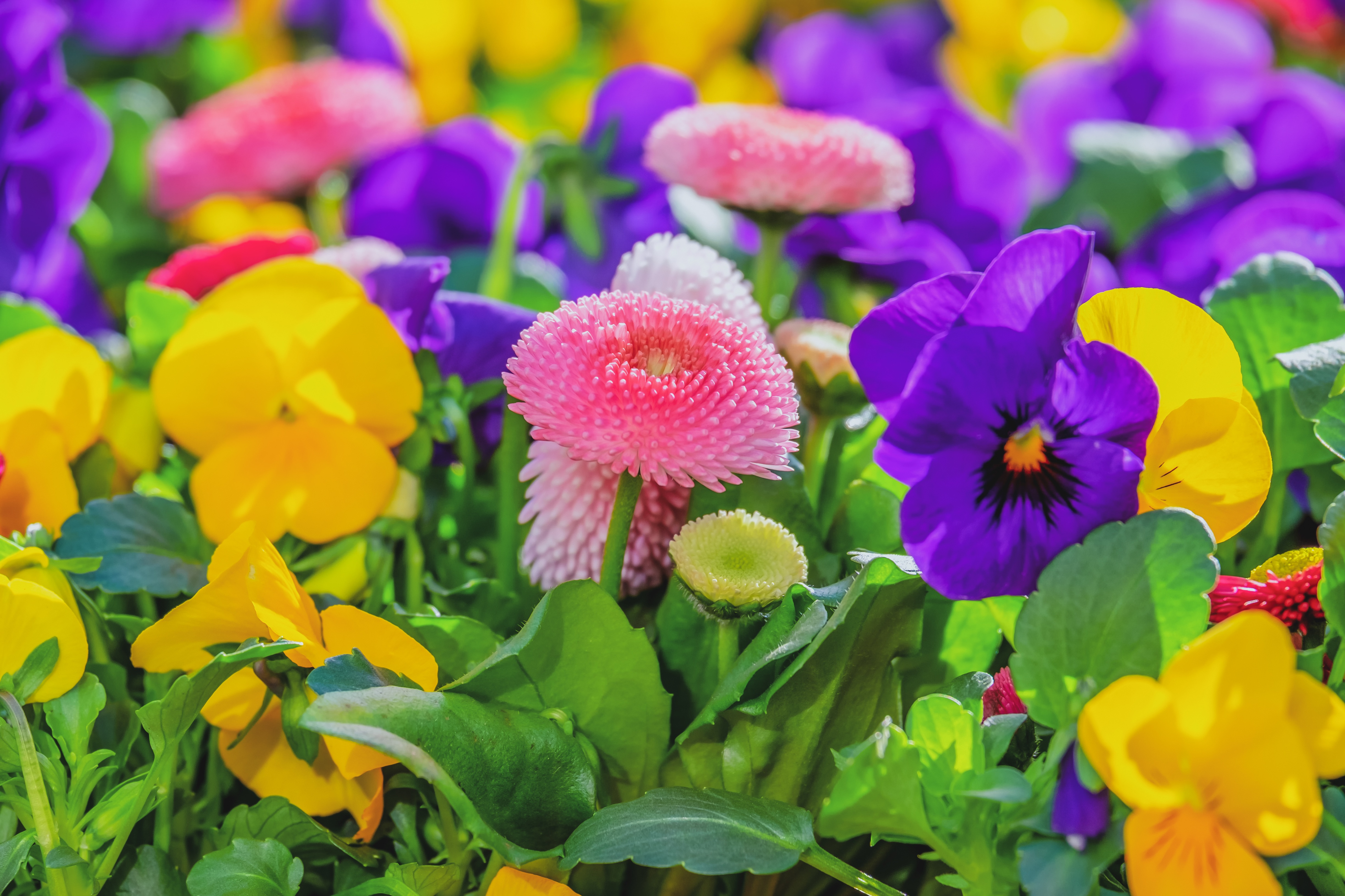 Free download wallpaper Flowers, Flower, Earth, Daisy, Pansy on your PC desktop