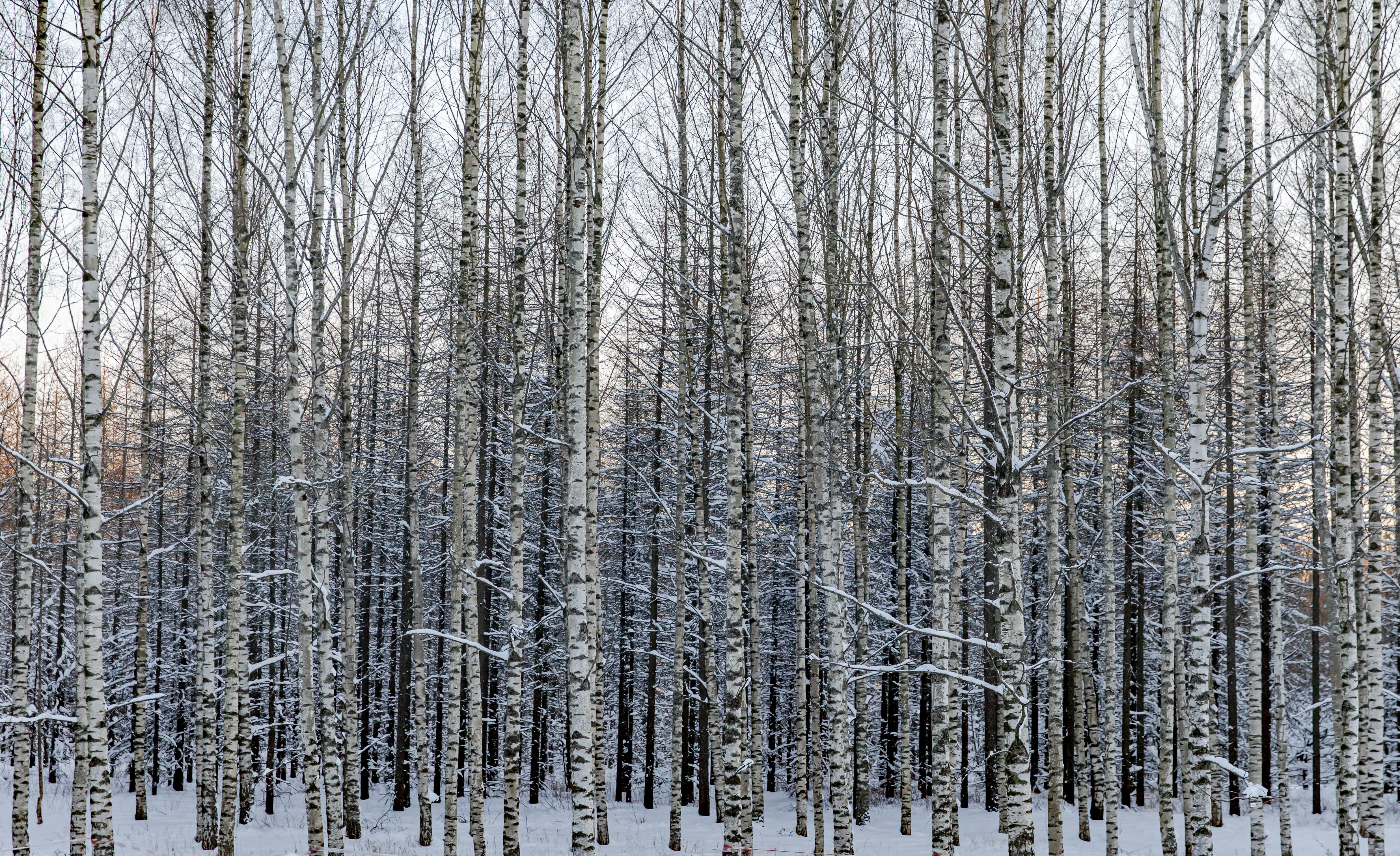 winter, nature, trees, snow, birches, forest