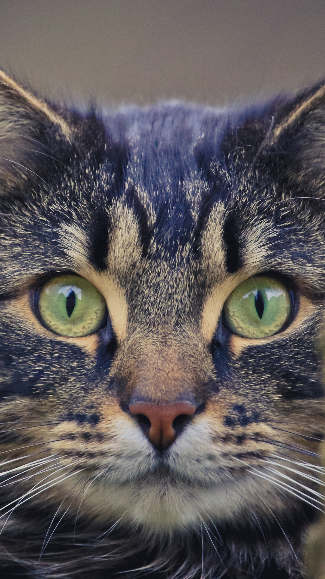 Download mobile wallpaper Cats, Cat, Animal, Stare for free.