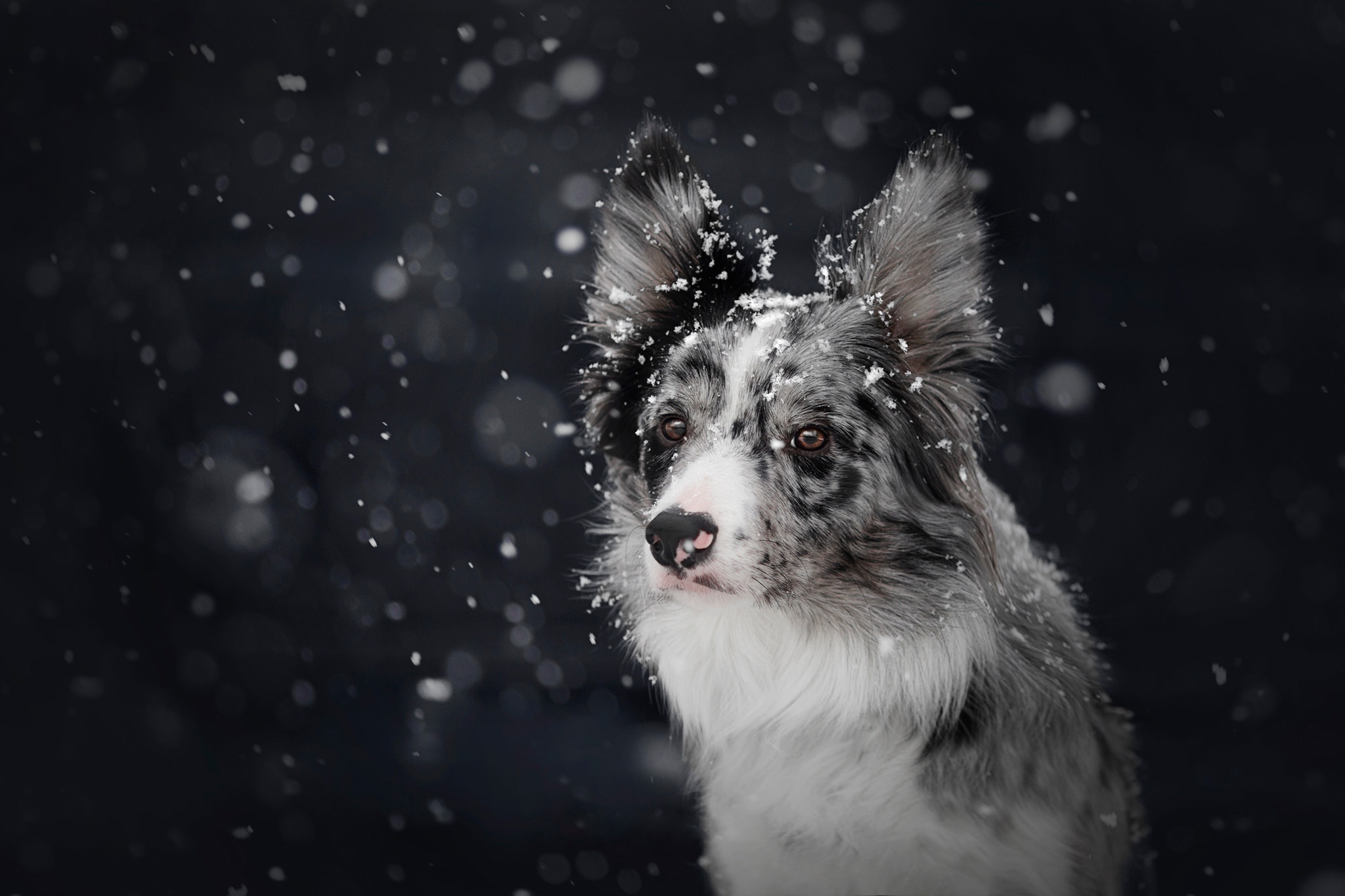 Скачати мобільні шпалери Зима, Собаки, Пес, Тварина, Снігопад, Бордер Коллі безкоштовно.