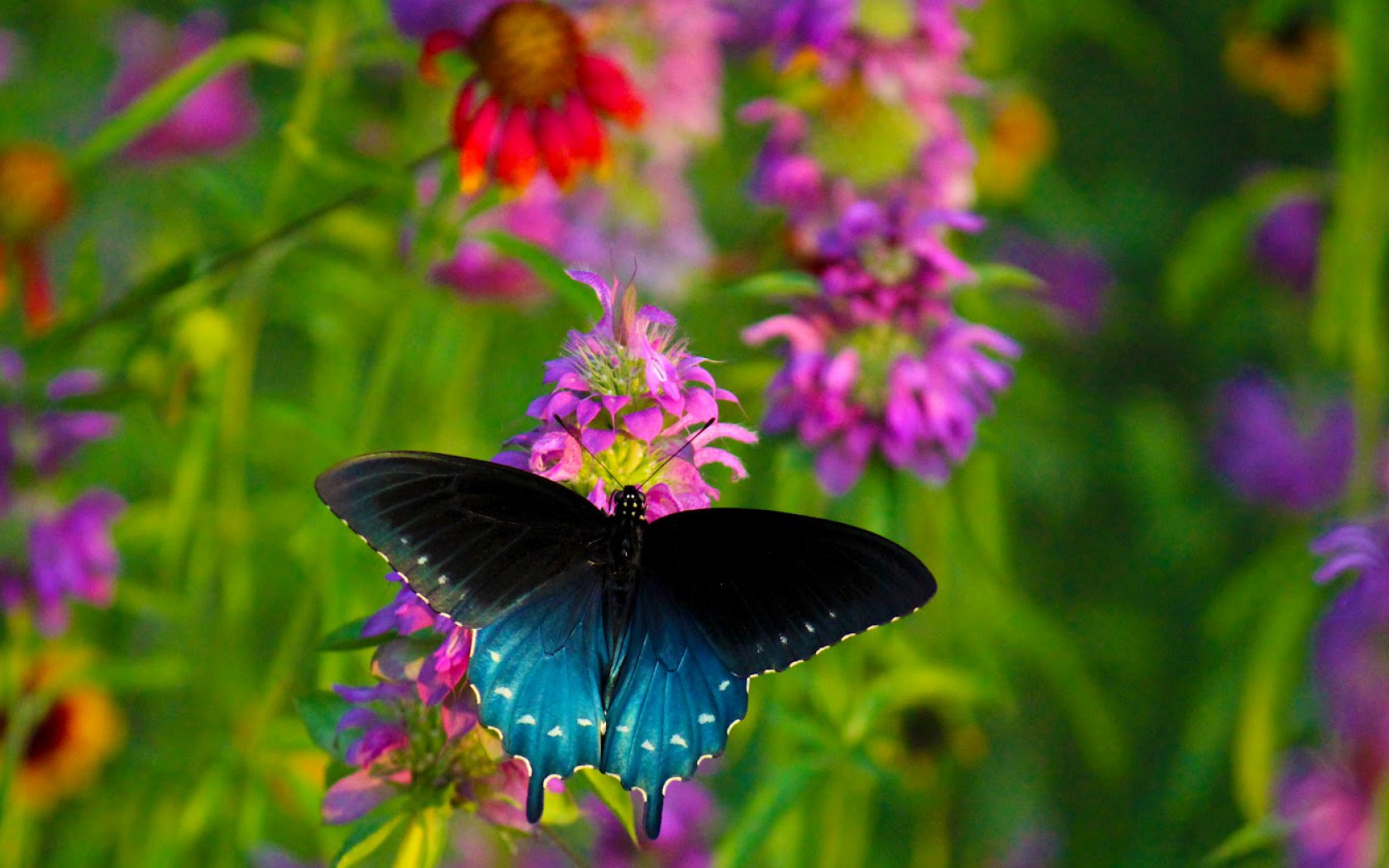 Descarga gratuita de fondo de pantalla para móvil de Animales, Flor, Mariposa.