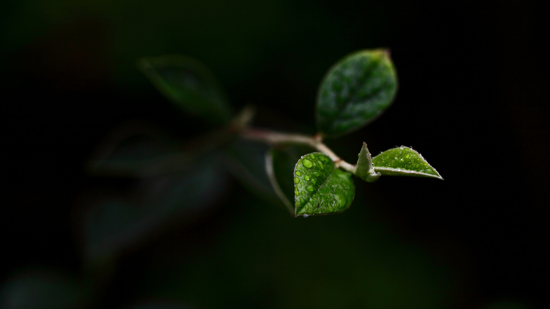 Free download wallpaper Leaf, Earth on your PC desktop